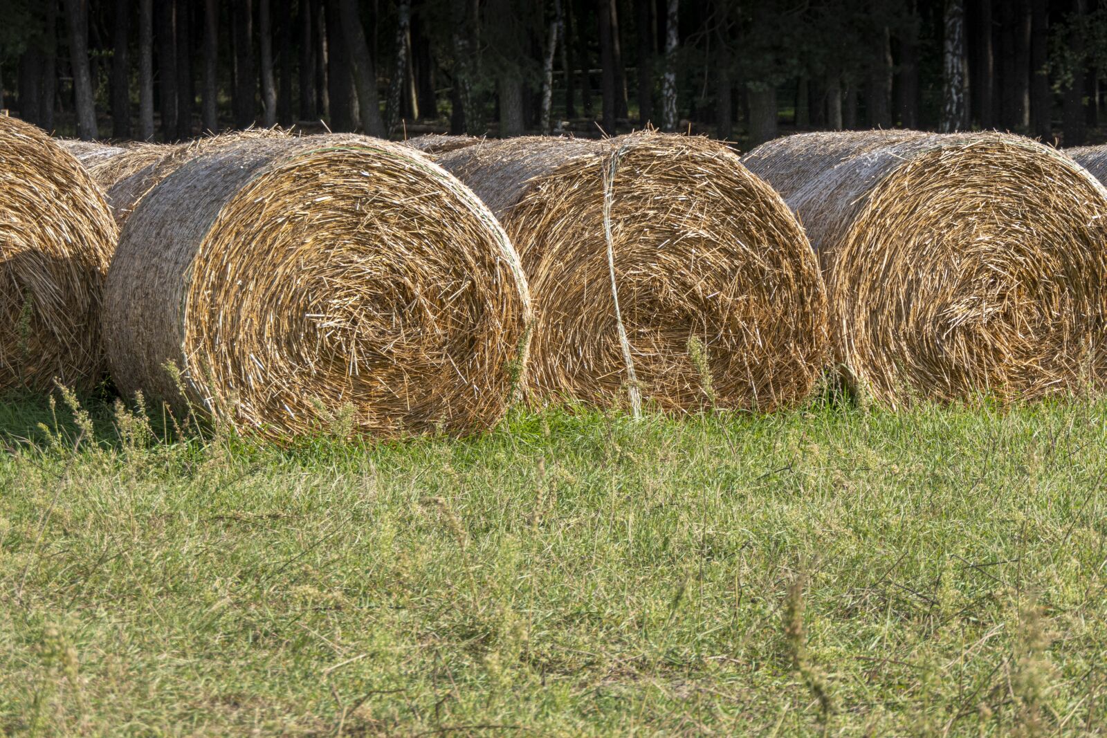 Panasonic Lumix DMC-FZ2500 (Lumix DMC-FZ2000) sample photo. Straw, kip, hay photography