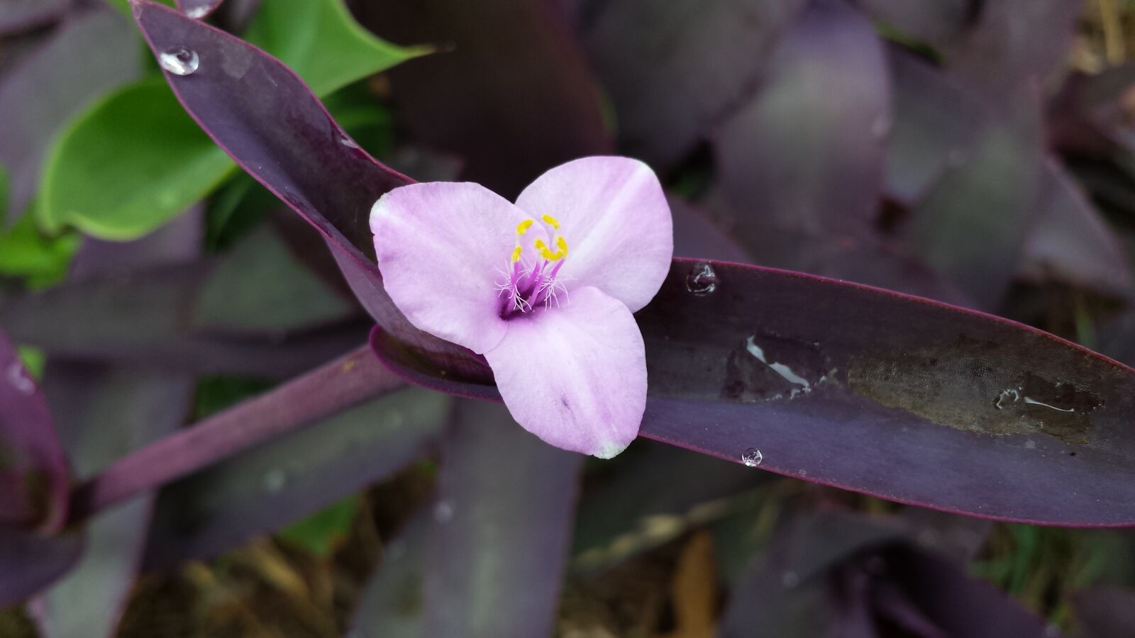 Samsung Galaxy S4 sample photo. Purple, wandering jew, plant photography