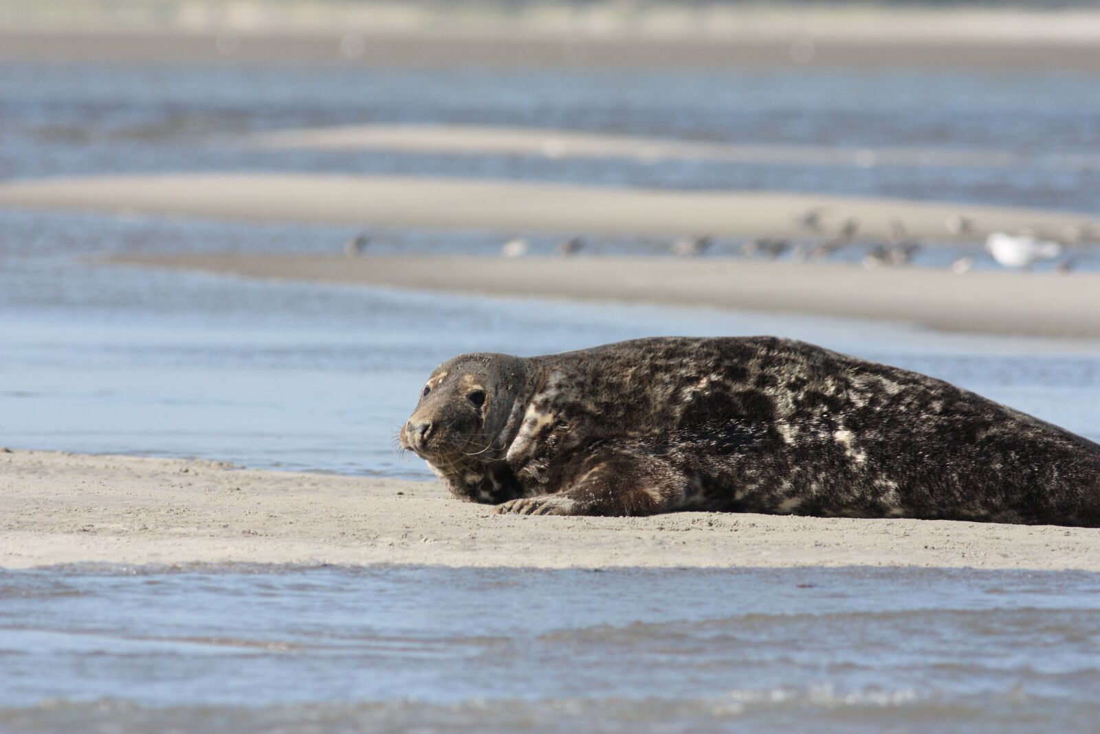 Canon EOS 450D (EOS Rebel XSi / EOS Kiss X2) sample photo. Grey seal, seal, beach photography