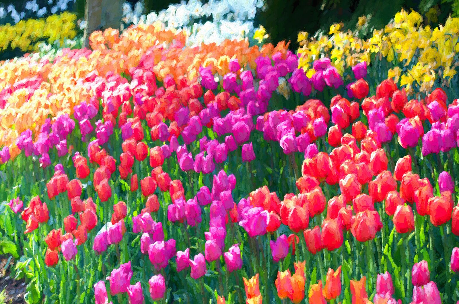 Nikon D5100 sample photo. Tulips, la connor, skagit photography