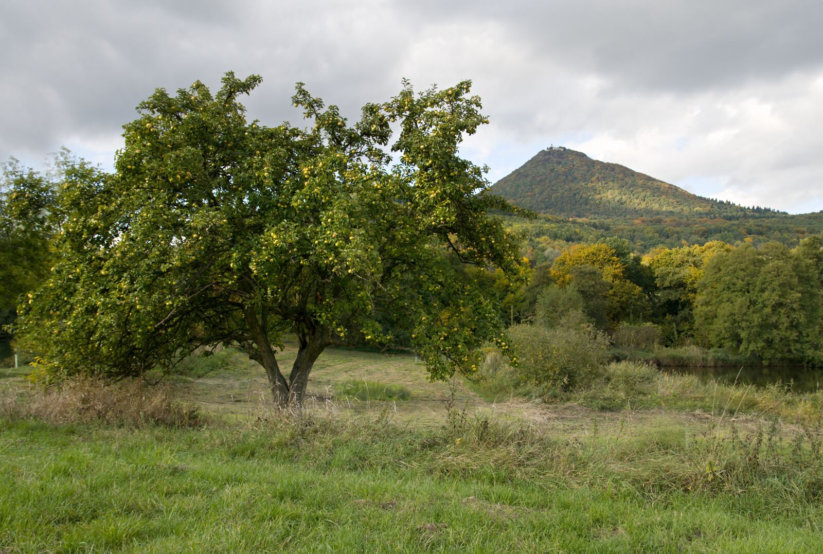 Sony ILCA-77M2 sample photo. Autumn, tree, esk st photography