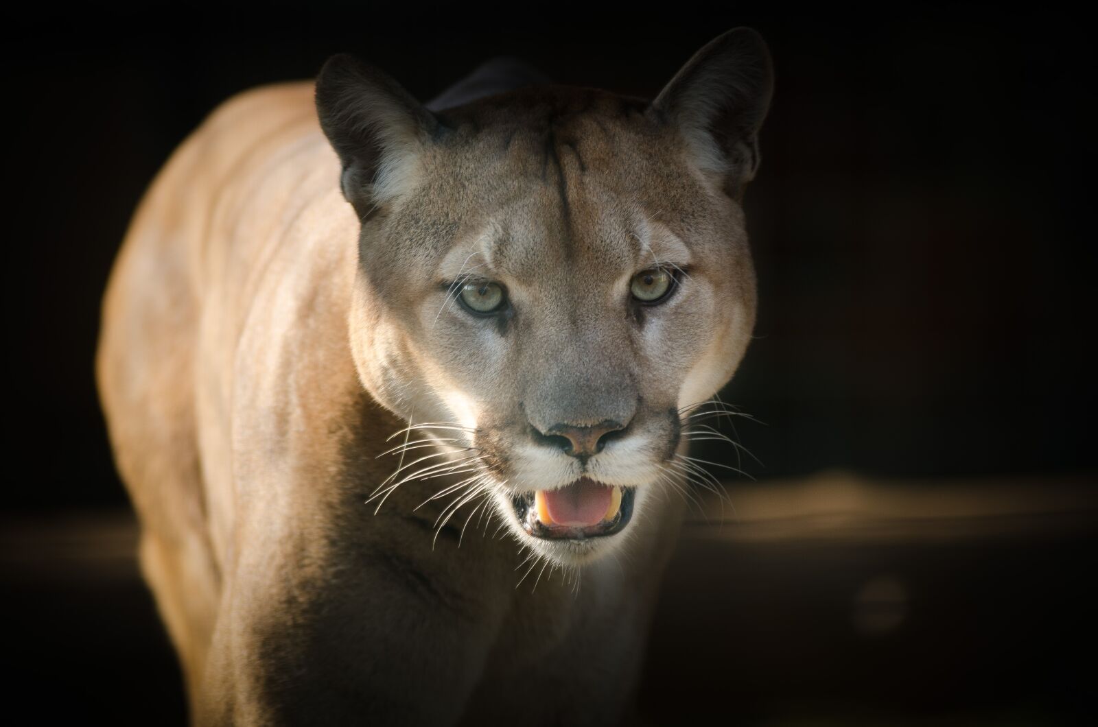 Nikon D7000 sample photo. Puma, eyes, close photography