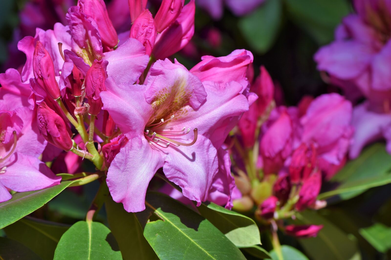 Nikon D7200 sample photo. Rhododendron, rhododendron buds, rhododendron photography