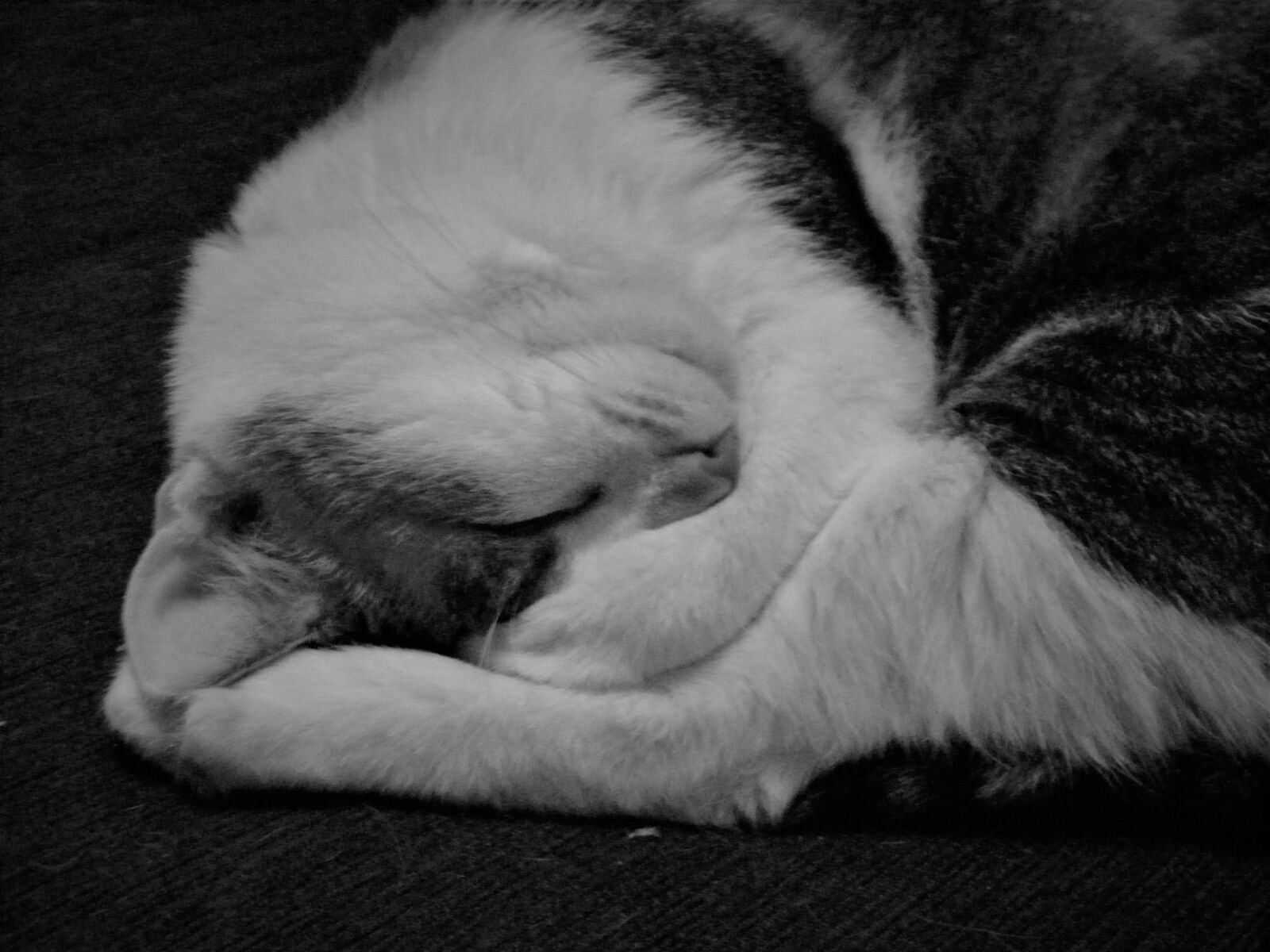 Olympus SP800UZ sample photo. Cat, sleeping, cute photography