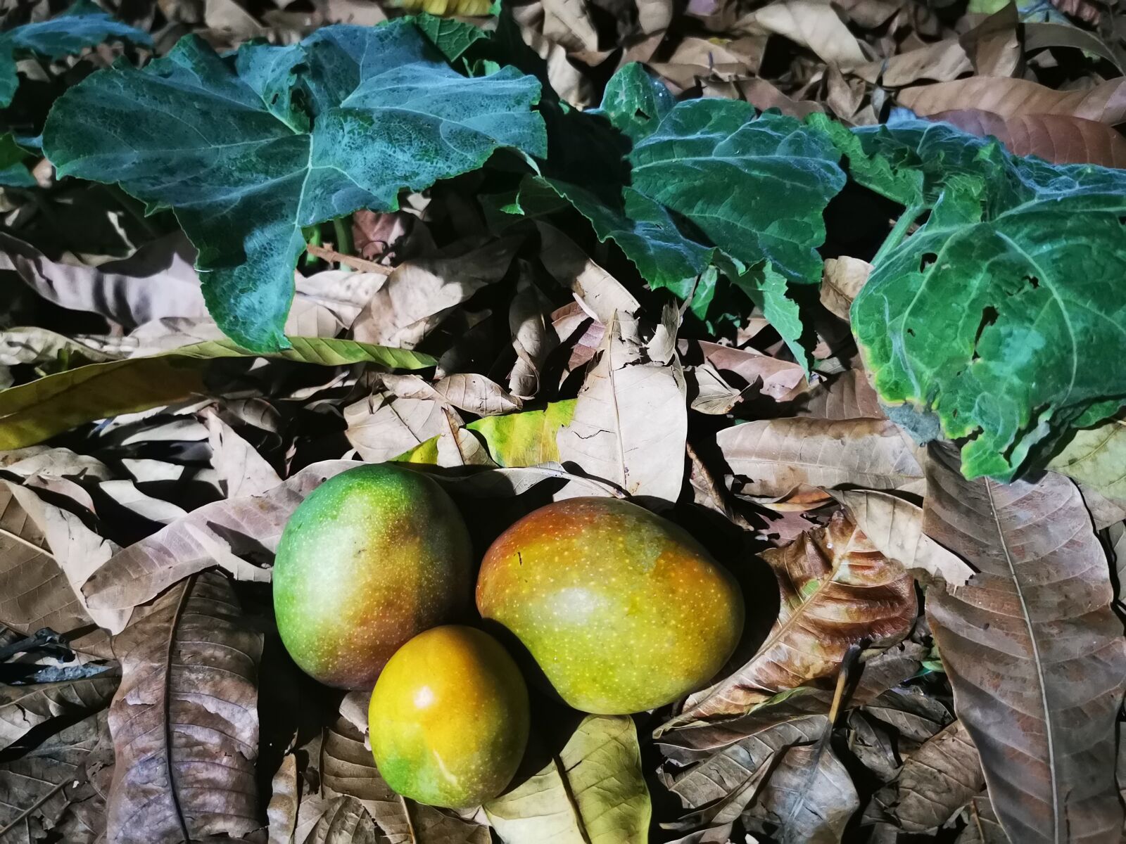 HUAWEI P30 Pro sample photo. Handles, harvest, food photography