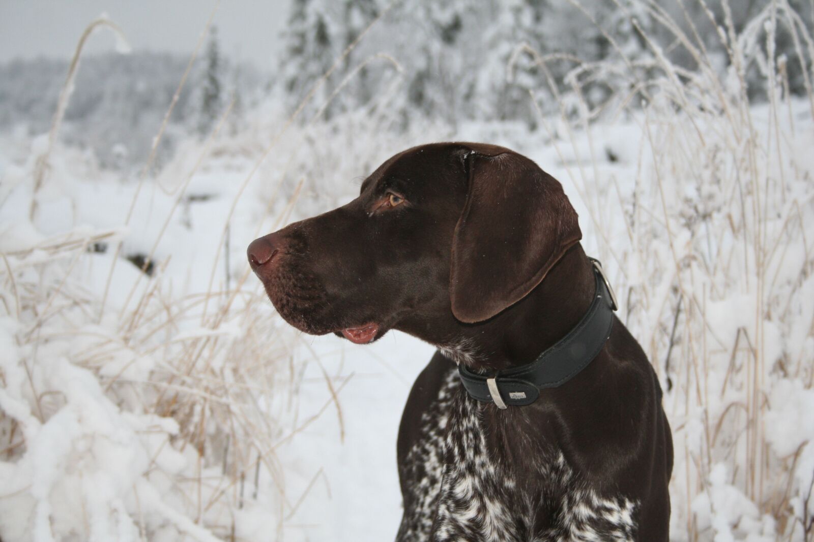 Canon EOS 350D (EOS Digital Rebel XT / EOS Kiss Digital N) sample photo. Dog, german pointer, winter photography