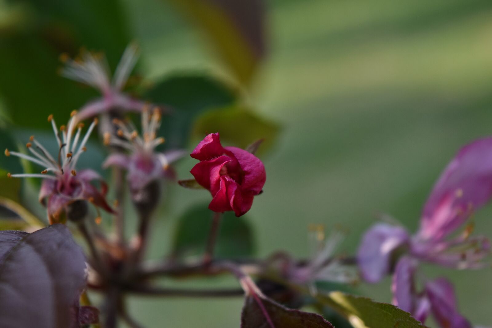 Nikon D5500 sample photo. Leaf, petal, shrub, flora photography