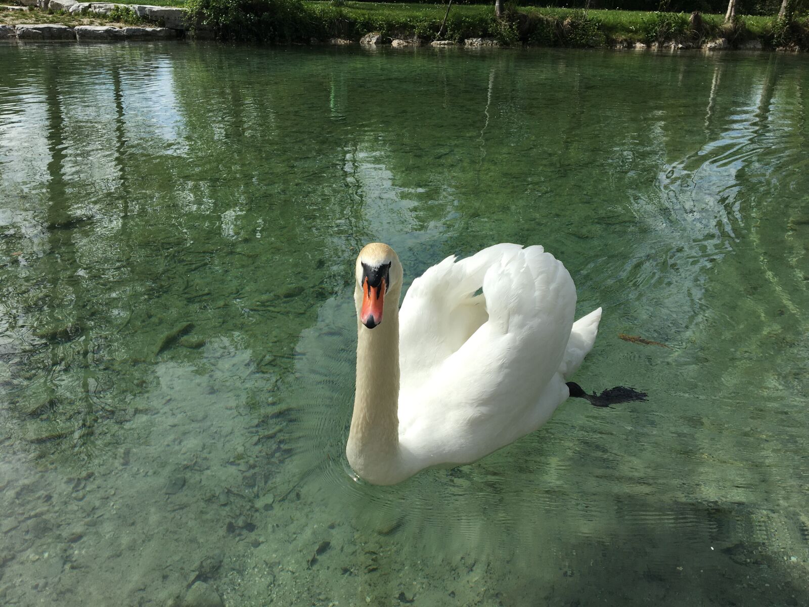 Apple iPhone 6s sample photo. Swan, animal, water photography