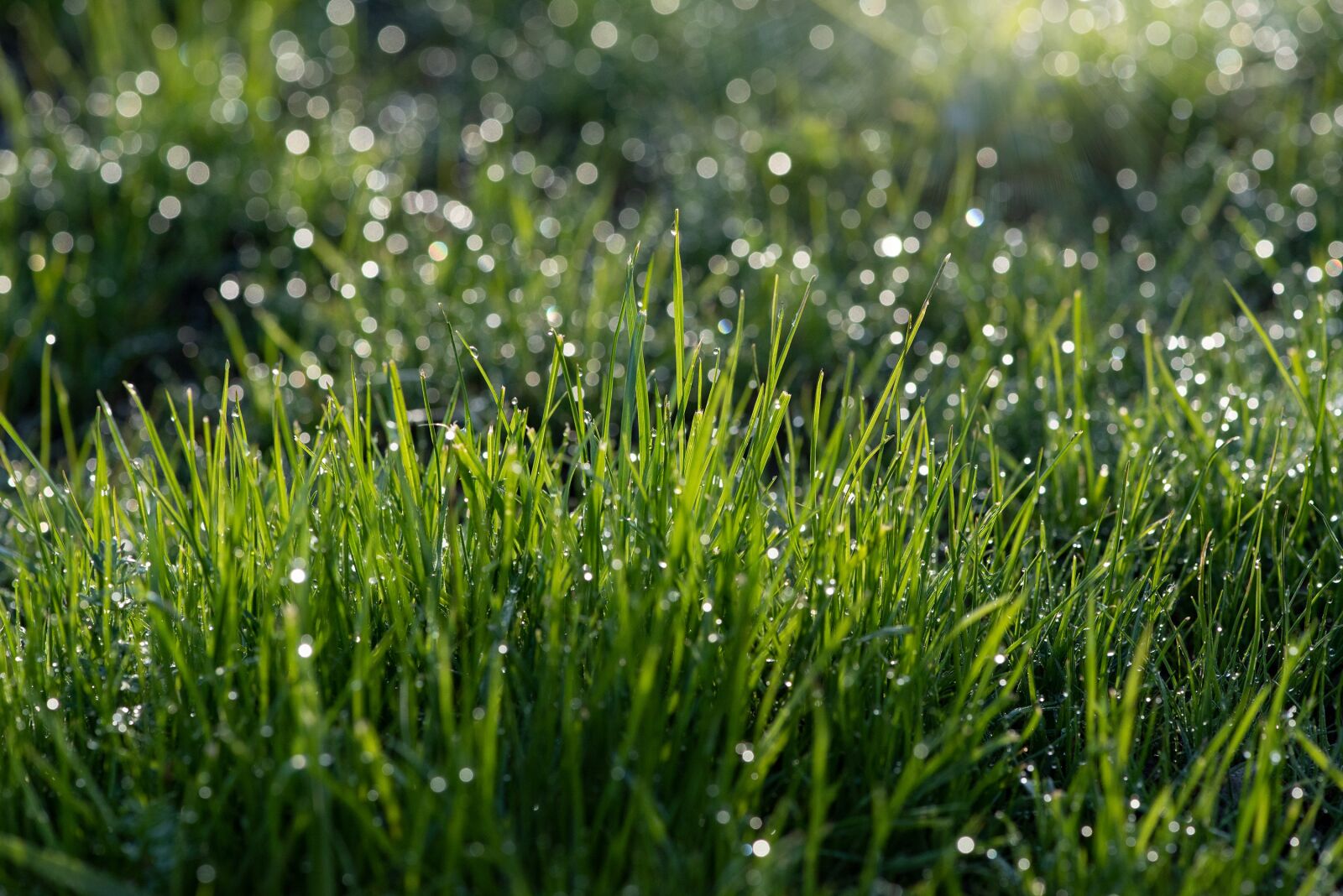 Nikon D750 sample photo. Grass, green, meadow photography