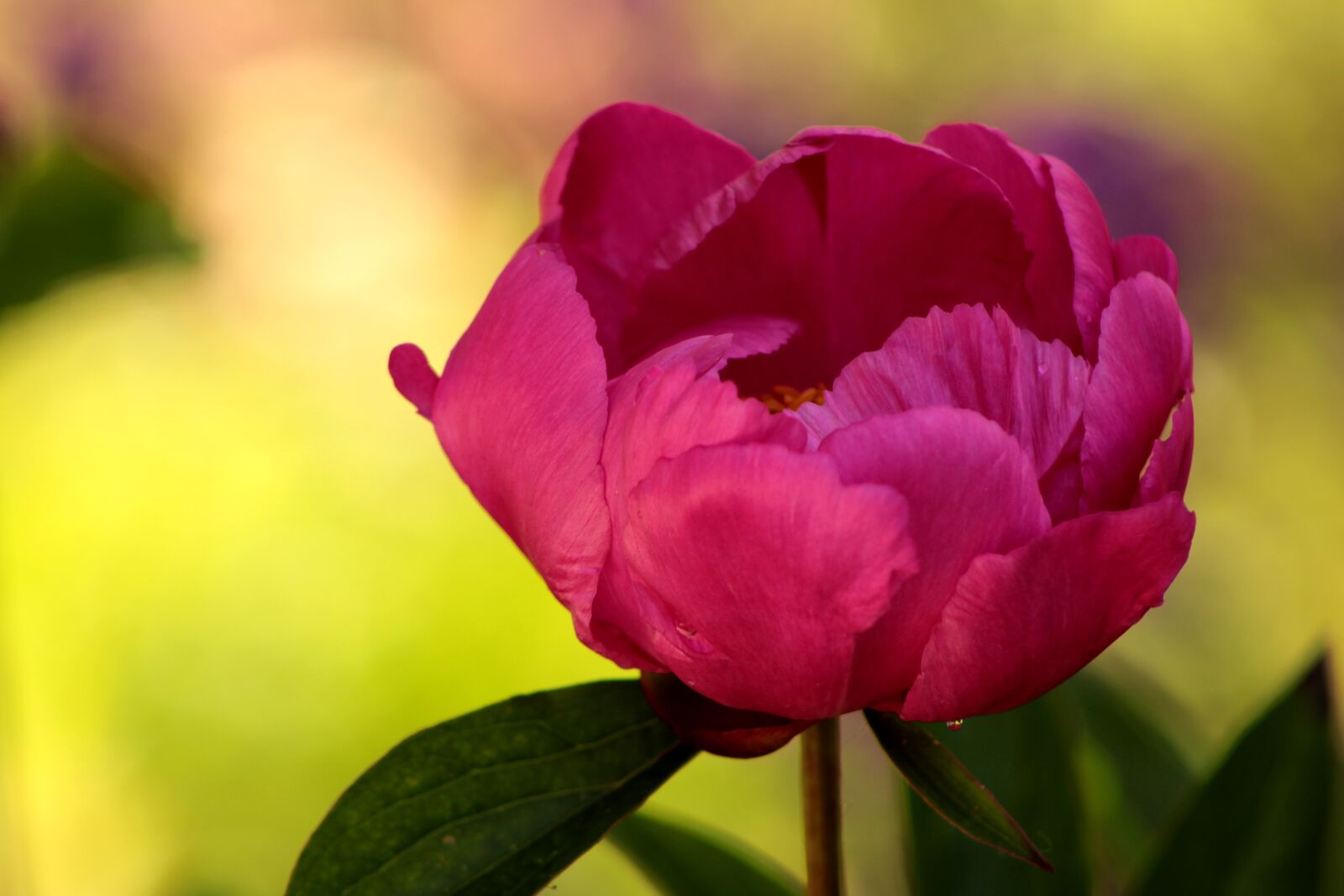 Canon EOS 2000D (EOS Rebel T7 / EOS Kiss X90 / EOS 1500D) sample photo. Pion, peonies, pink photography
