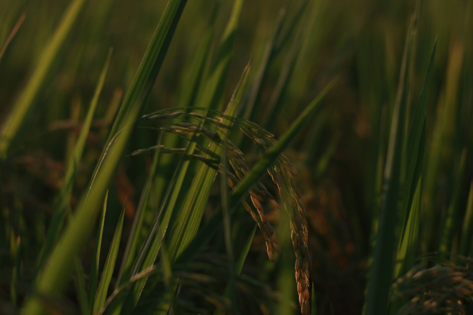 Canon EF 50mm F1.8 II sample photo