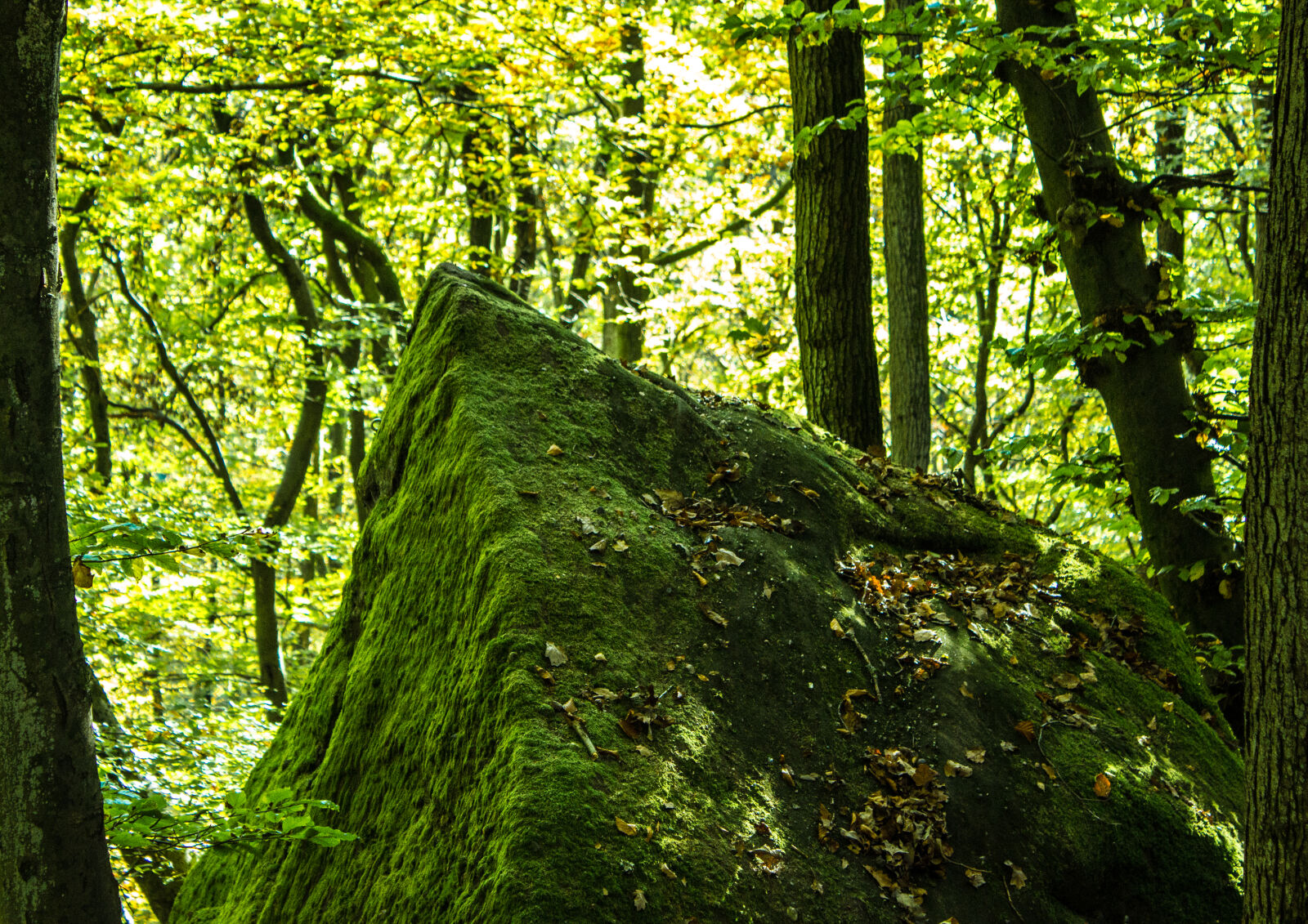 Canon EOS 600D (Rebel EOS T3i / EOS Kiss X5) sample photo. Autumn, mood, forest, moss photography