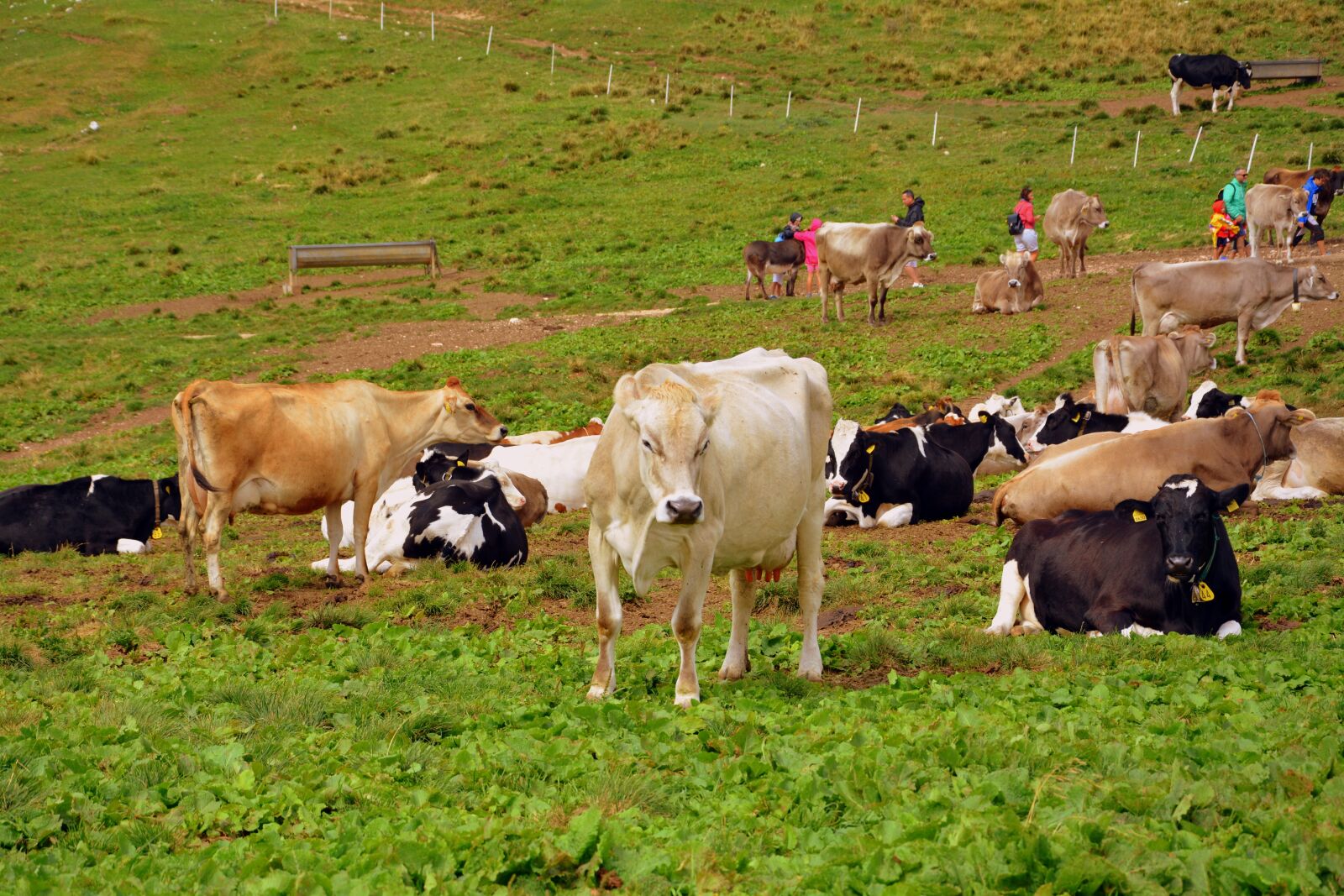 Nikon D7100 sample photo. Cow, prato, mountain photography