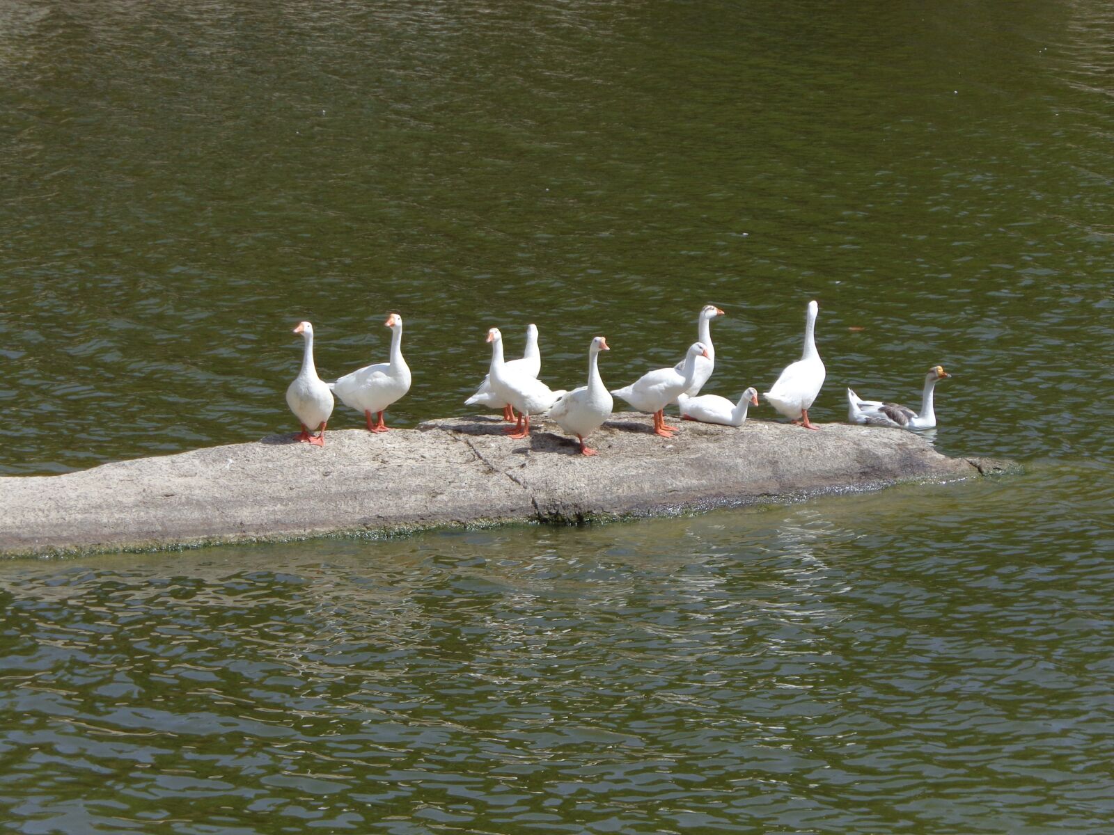Sony Cyber-shot DSC-W730 sample photo. White gooses, lake, water photography