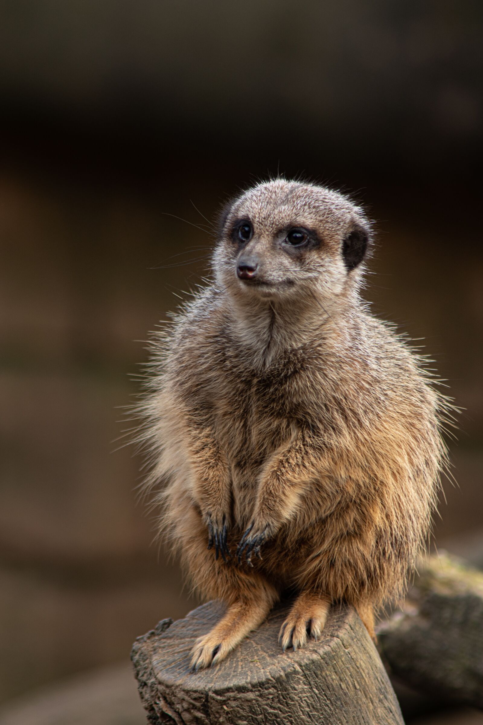 Canon EOS 80D + Canon EF 75-300mm F4.0-5.6 IS USM sample photo. Animal, meerkat, cute photography