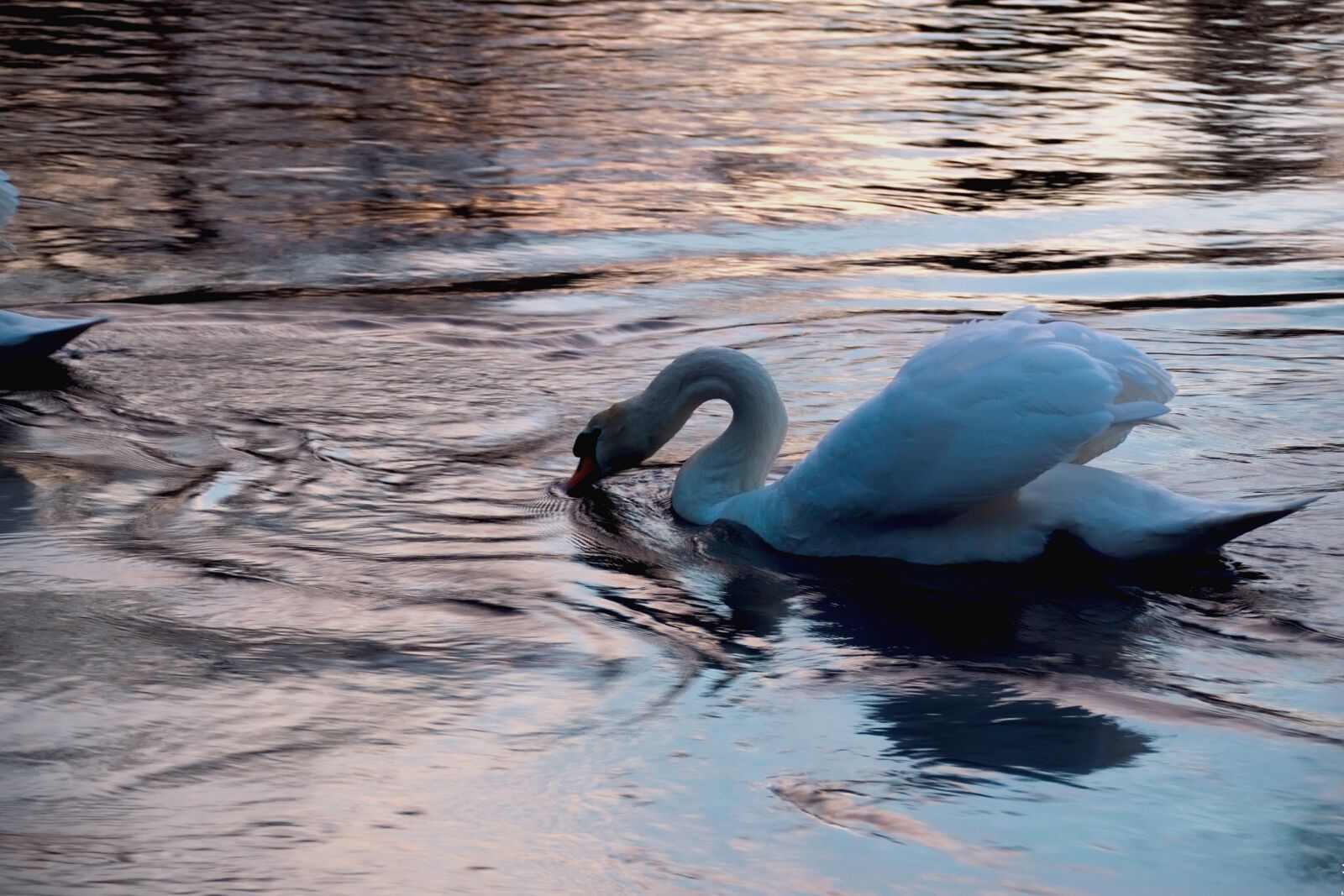 Nikon D3300 sample photo. Swan, west, water photography