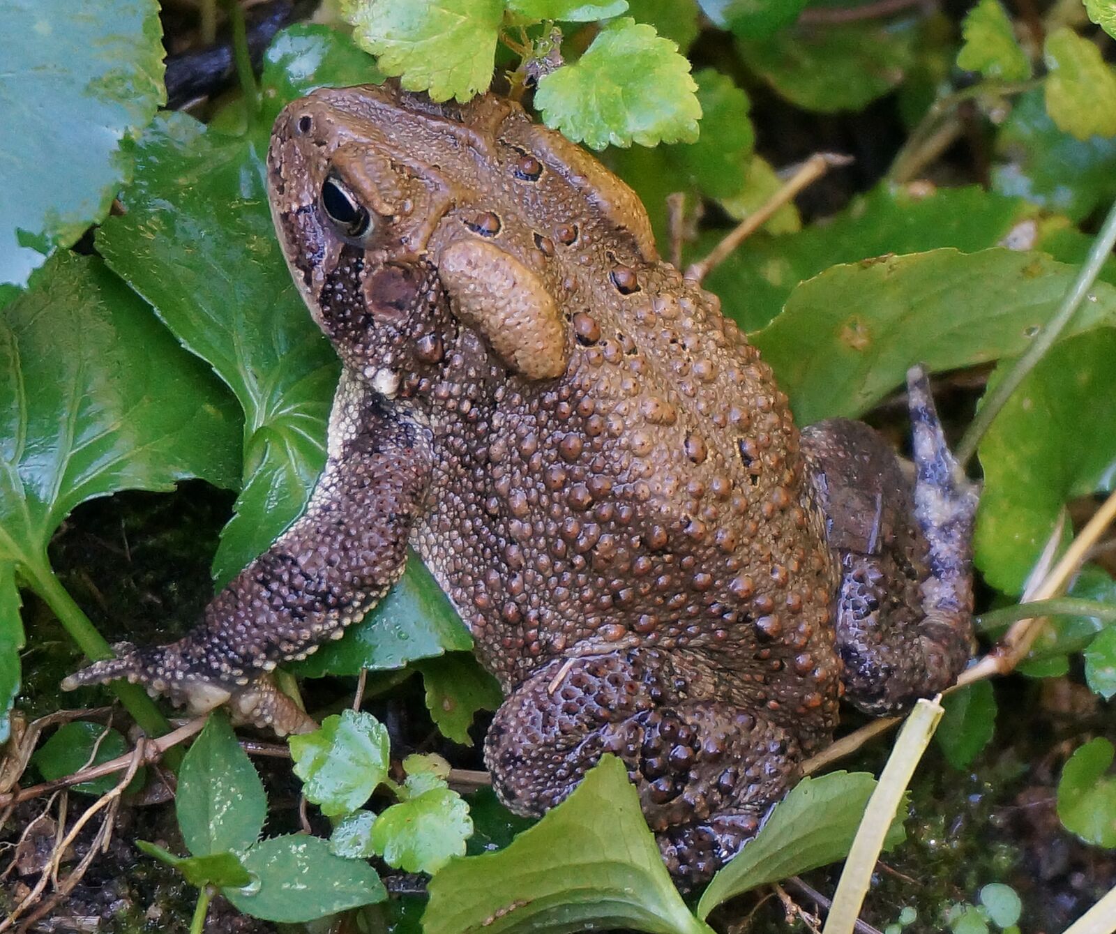 Sony Alpha NEX-5T sample photo. Common toad, toad, amphibian photography