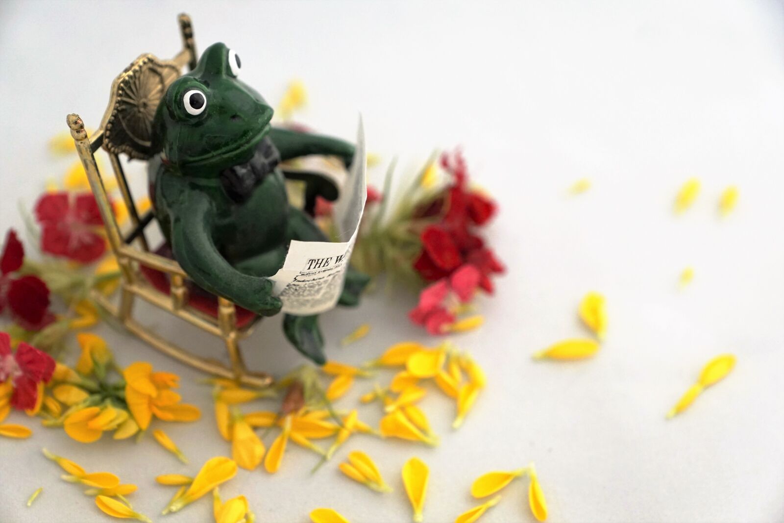 Sony ILCA-77M2 + Sony DT 16-50mm F2.8 SSM sample photo. Frog, read, newspaper photography