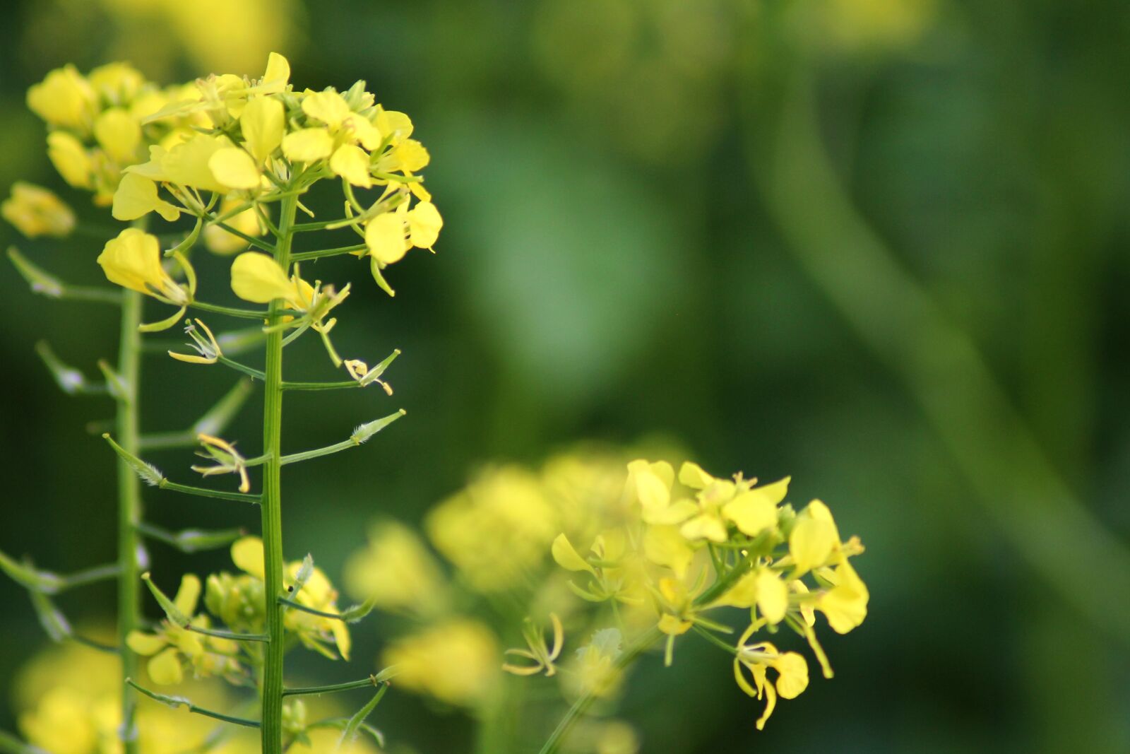 Canon EOS 1100D (EOS Rebel T3 / EOS Kiss X50) sample photo. Green manure, yellow mustard photography