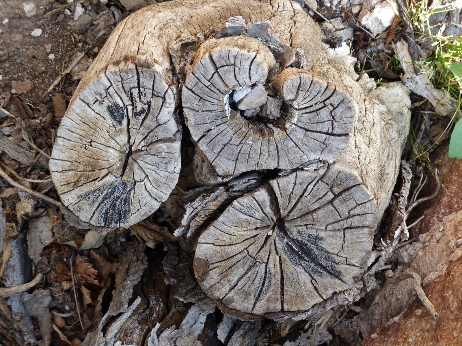 Panasonic Lumix DMC-FZ200 sample photo. Tree stump, wood grain photography