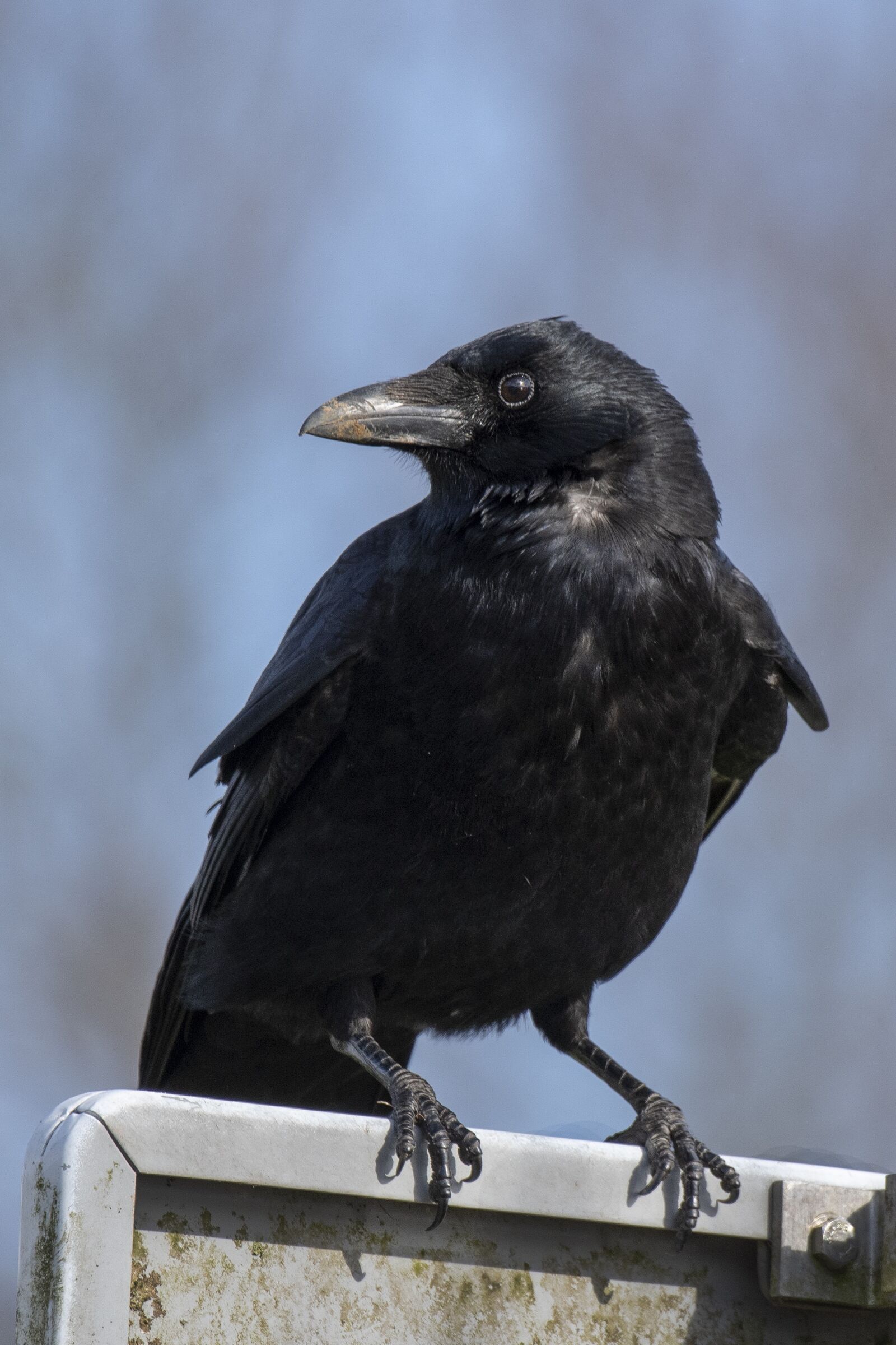 Nikon D500 sample photo. Bird, crow, feather photography