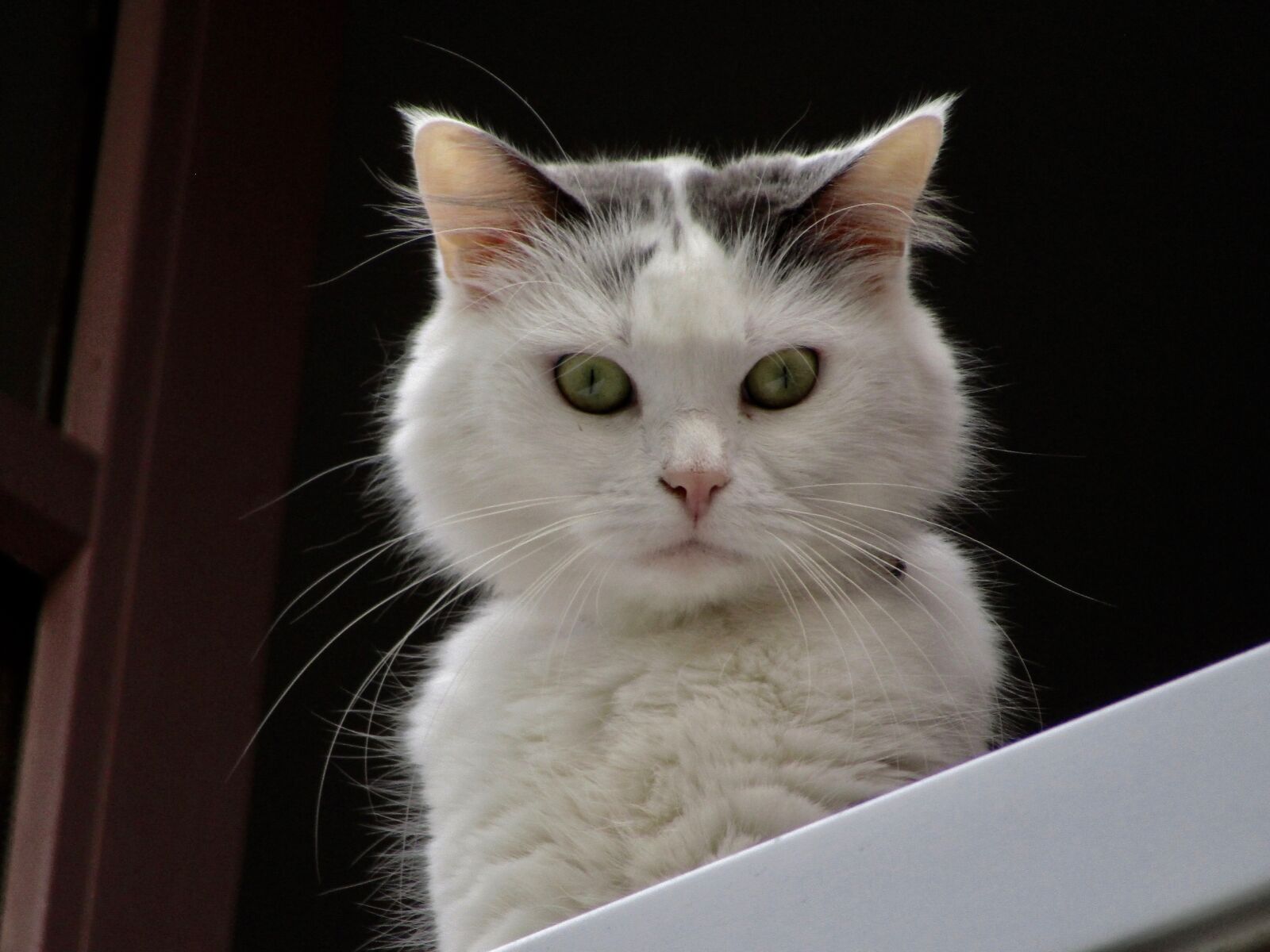 Canon PowerShot SX410 IS sample photo. Cat, black and white photography