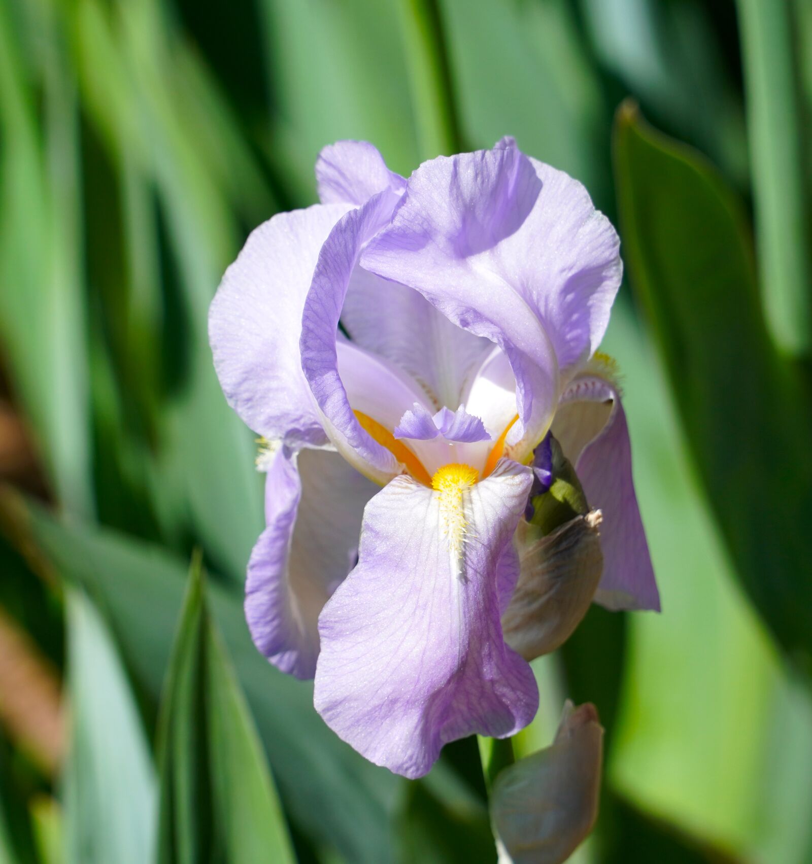 Sony E PZ 18-105mm F4 G OSS sample photo. Iris, blossom, bloom photography