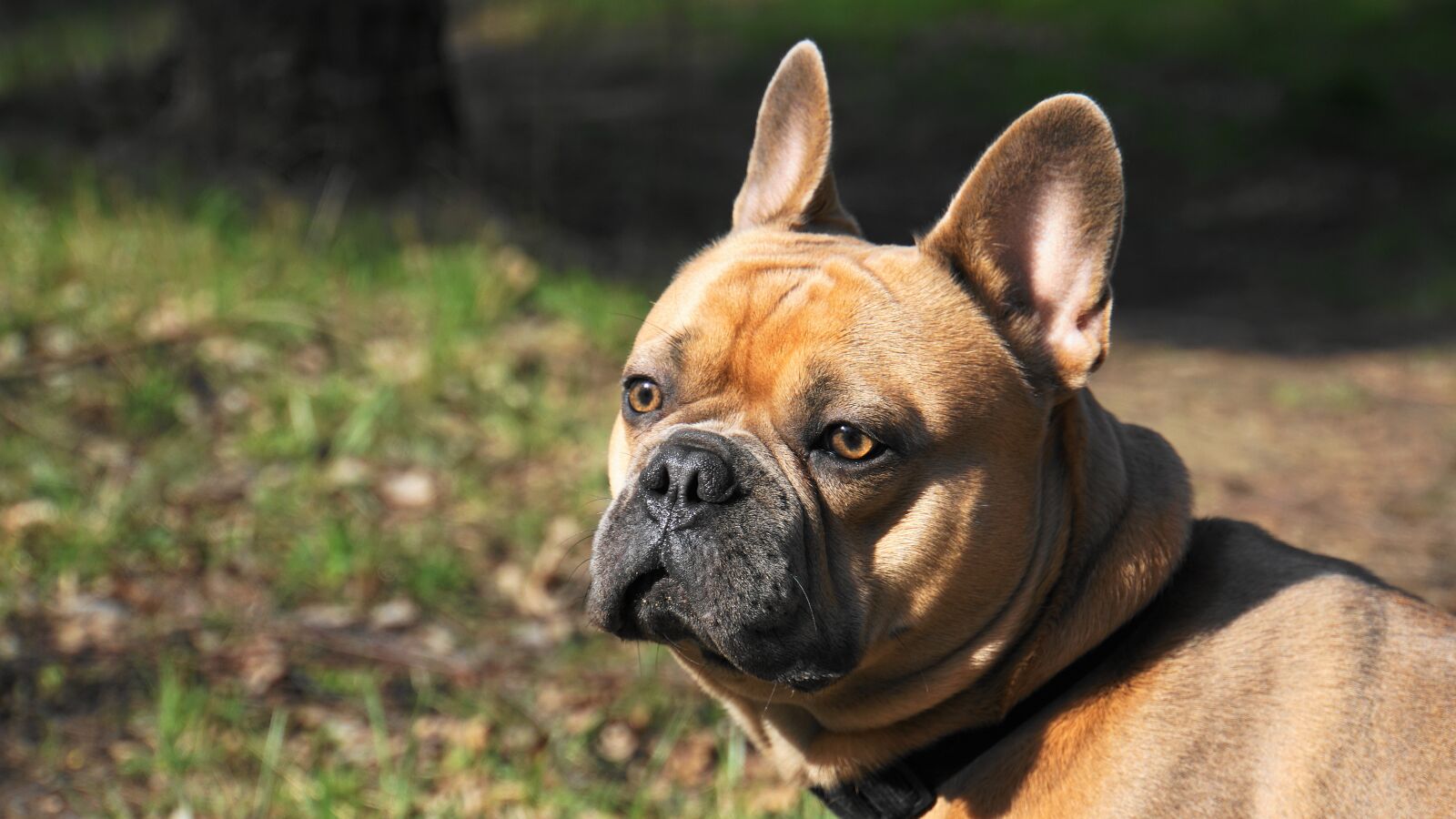 Sony E 18-200mm F3.5-6.3 OSS LE sample photo. French bulldog, dog, pet photography