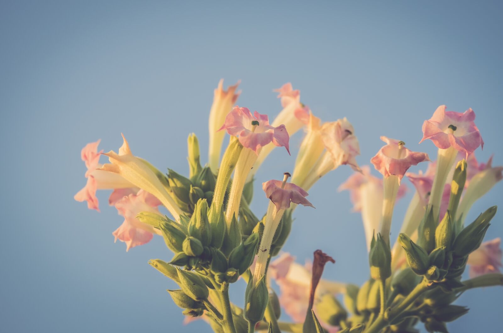 Fujifilm XF 55-200mm F3.5-4.8 R LM OIS sample photo. Tobacco, flower, blossom photography