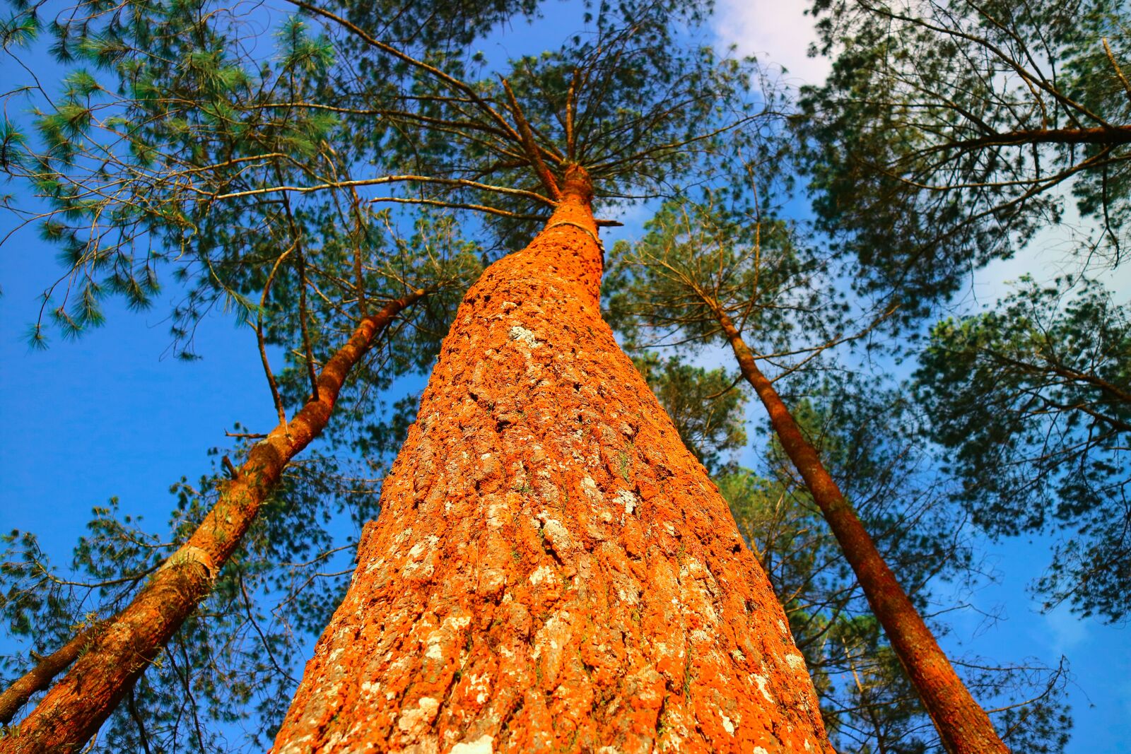 Canon EOS M3 sample photo. Tree, nature, wood photography
