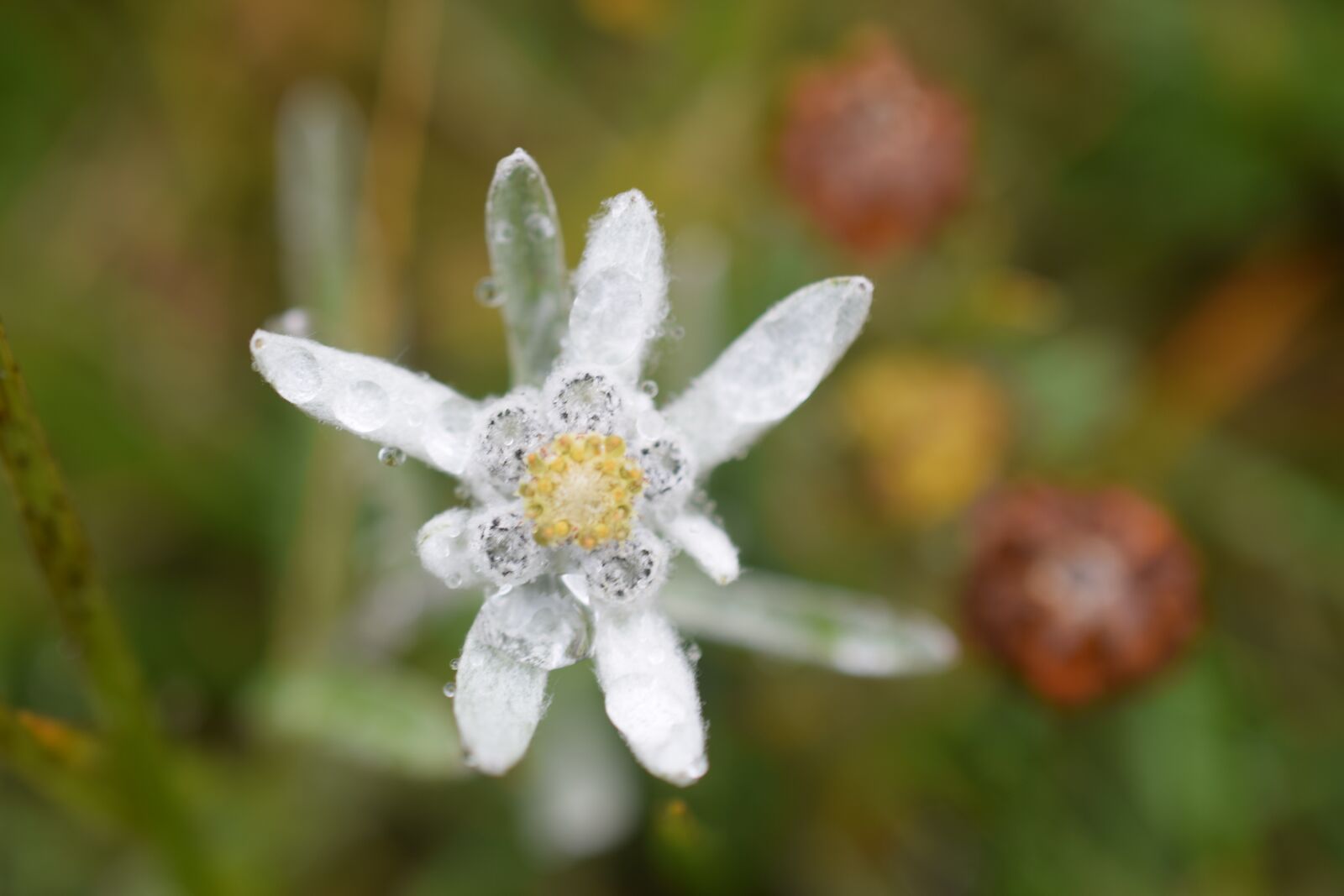 Nikon D5300 sample photo. Edelweiss, flower, white photography
