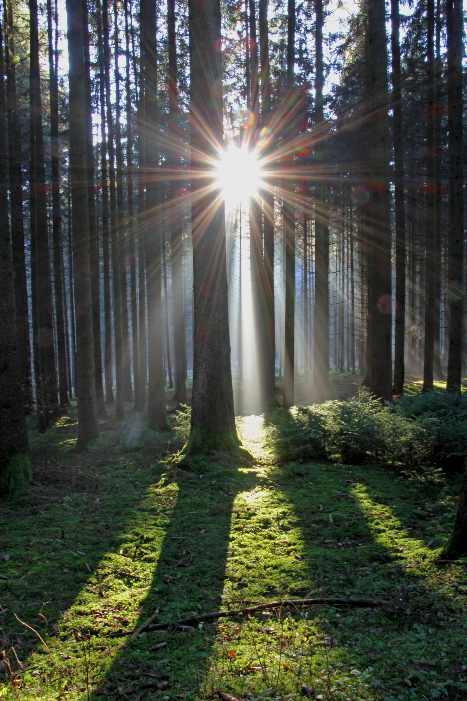 Canon EOS 60D sample photo. Sun, sunbeam, forest photography