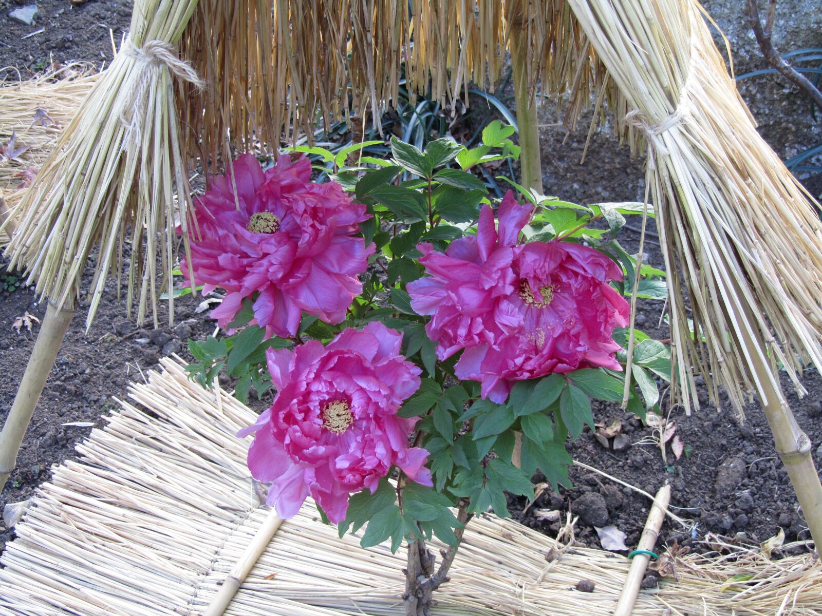 Canon PowerShot SX210 IS sample photo. Peony, tsuruoka hachiman, new photography