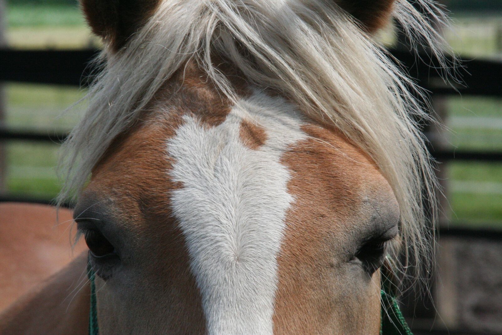 Canon EOS 350D (EOS Digital Rebel XT / EOS Kiss Digital N) sample photo. Horse, horse head, animal photography