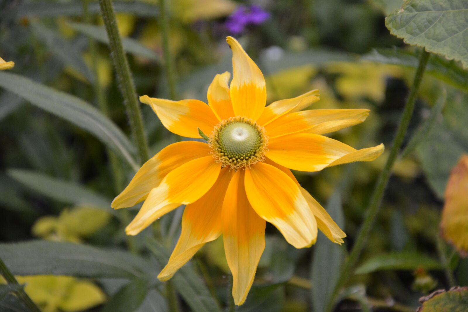 Nikon D5200 sample photo. Flowers, stars, yellow photography
