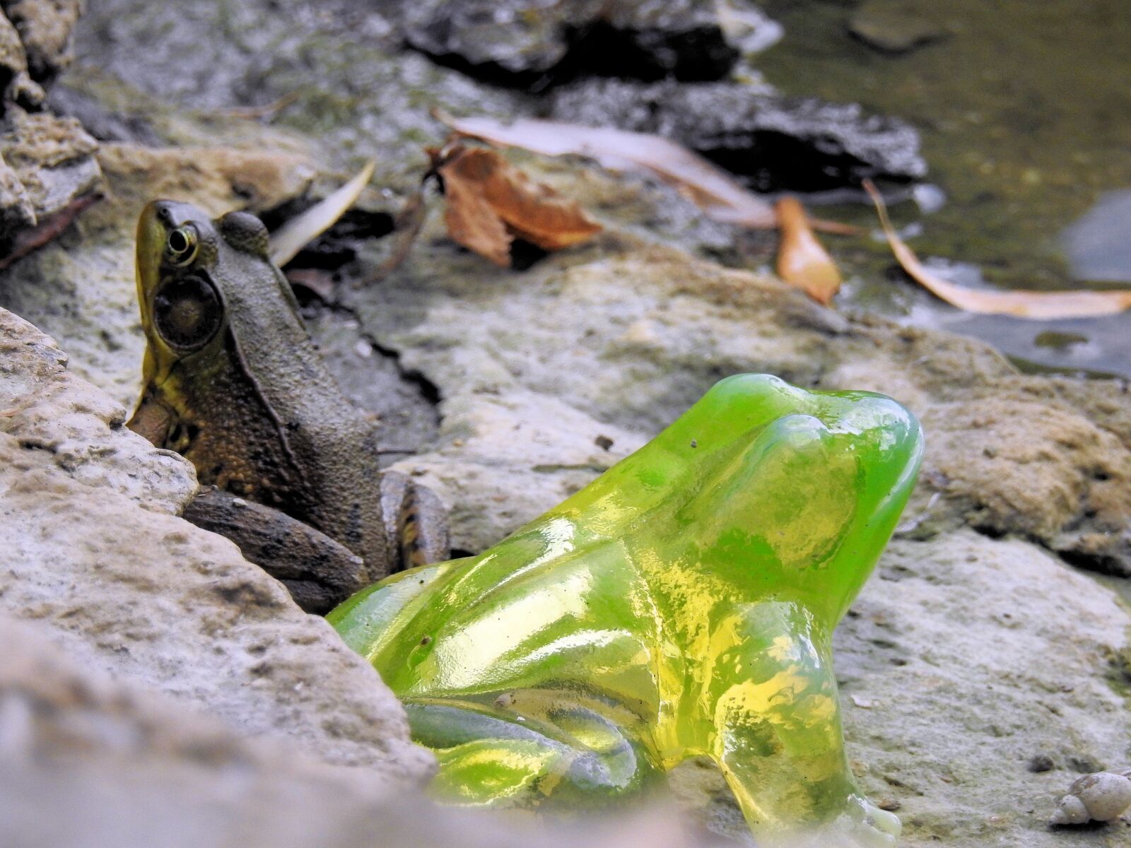 Nikon Coolpix P900 sample photo. Radioactive frog, climate change photography