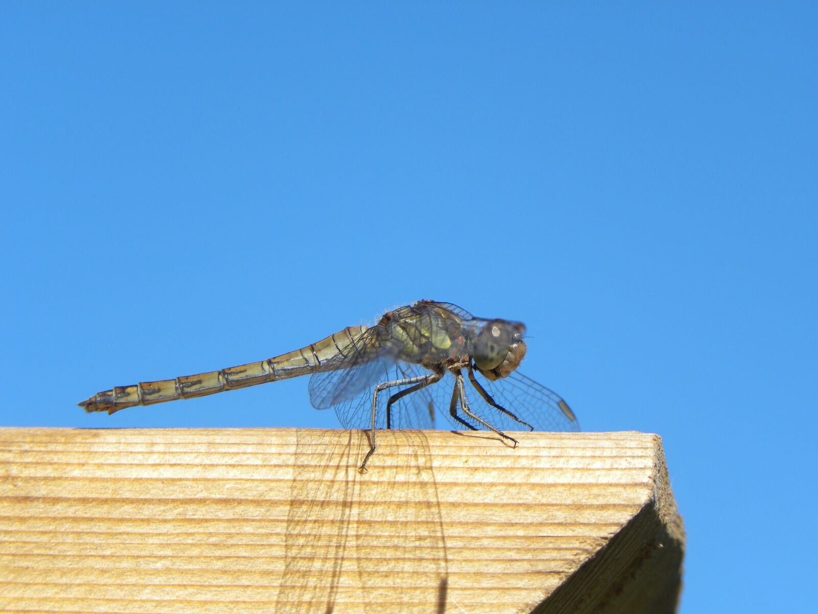 Nikon Coolpix P90 sample photo. Dragonfly, bug, summer photography