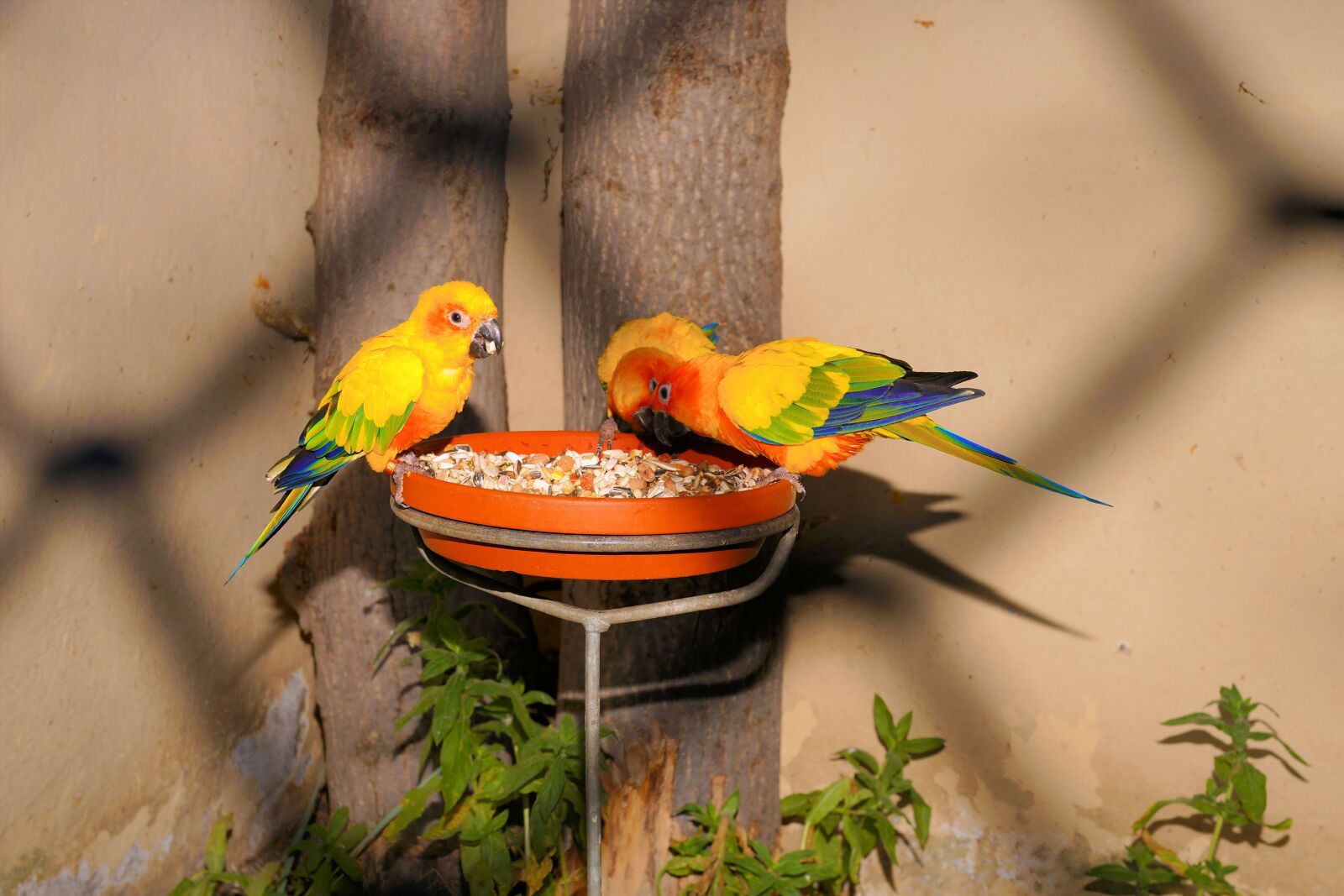 Sony a99 II sample photo. Birds, parrots, feeding photography