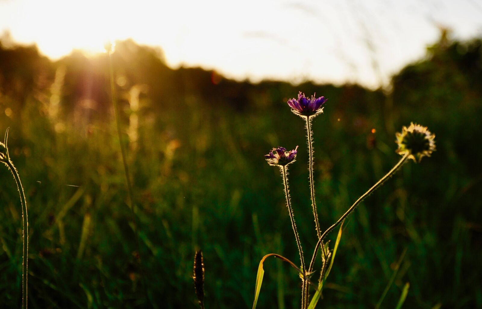 Nikon D5000 sample photo. Flower, insect, nature photography