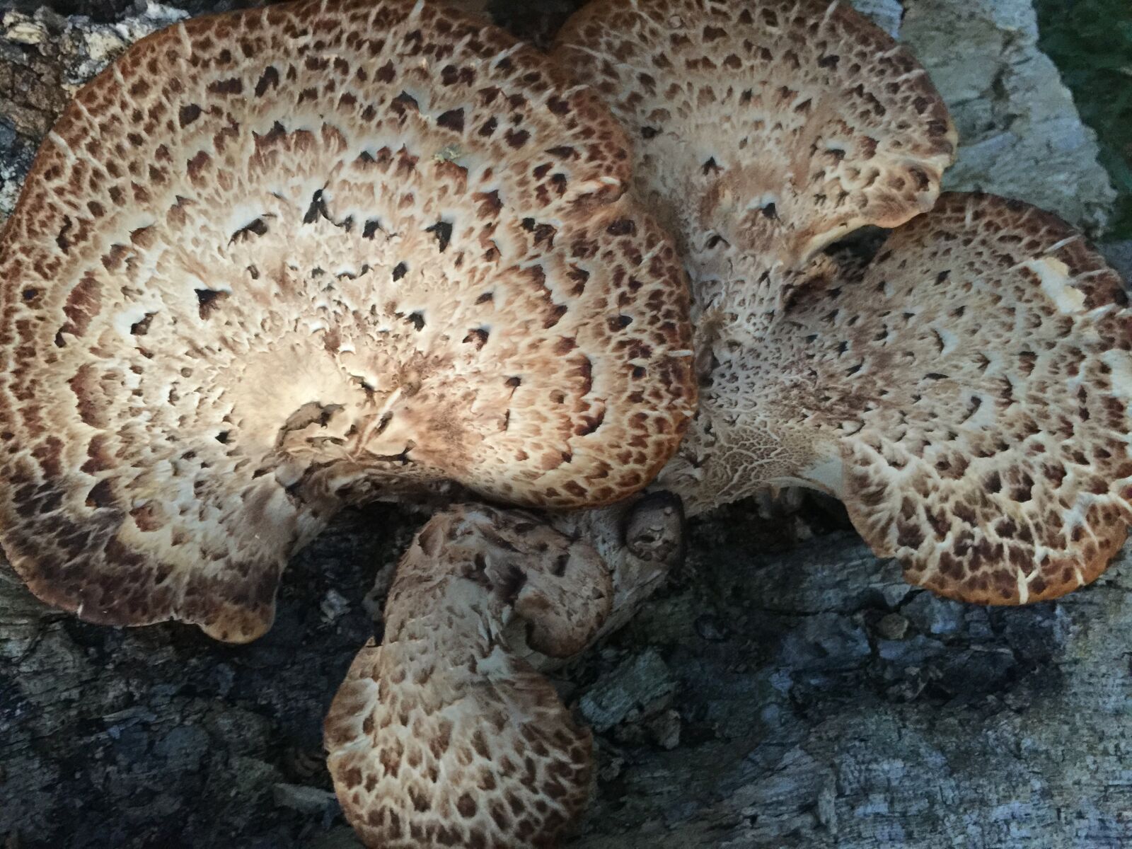 iPhone 6 Plus back camera 4.15mm f/2.2 sample photo. Fungus, texture, mould, tree photography