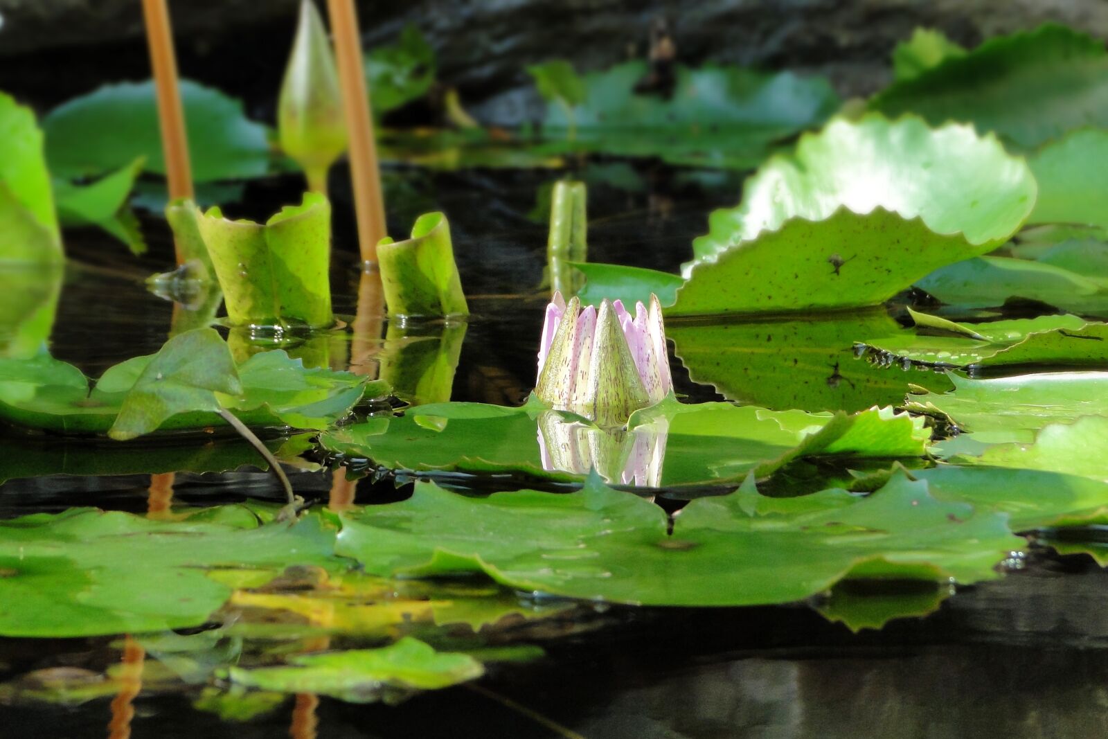 Sony Cyber-shot DSC-HX1 sample photo. Nymphaea alba, lotus, summer photography