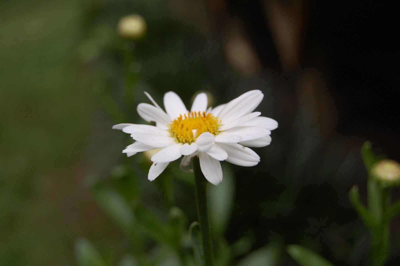 Nikon D40 sample photo. Flower, plant, nature photography