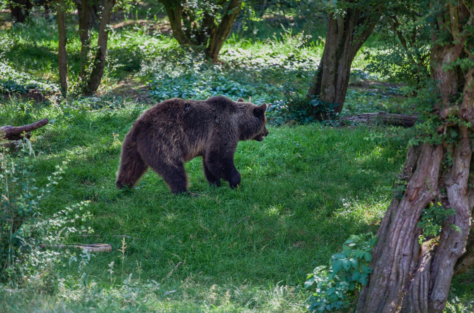 Canon EF 70-200mm F4L USM sample photo. Brown walking through trees photography