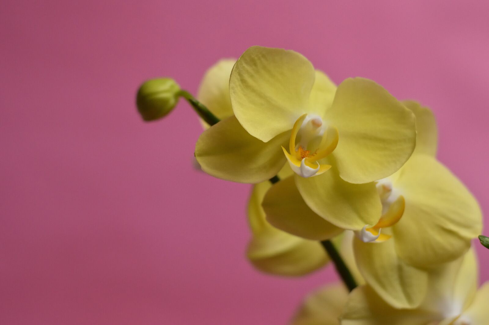 Nikon D3200 sample photo. Orchid, tropical, flower photography