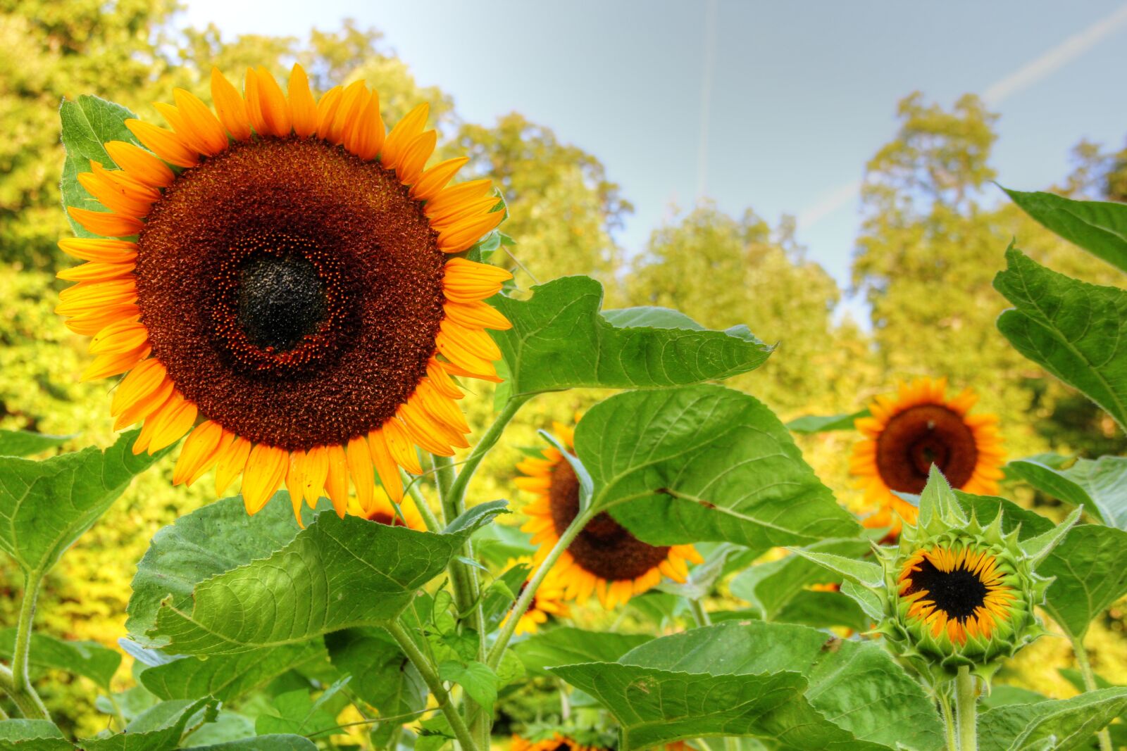 Canon EF-S 18-135mm F3.5-5.6 IS sample photo. Sunflower, bloom, blossom photography