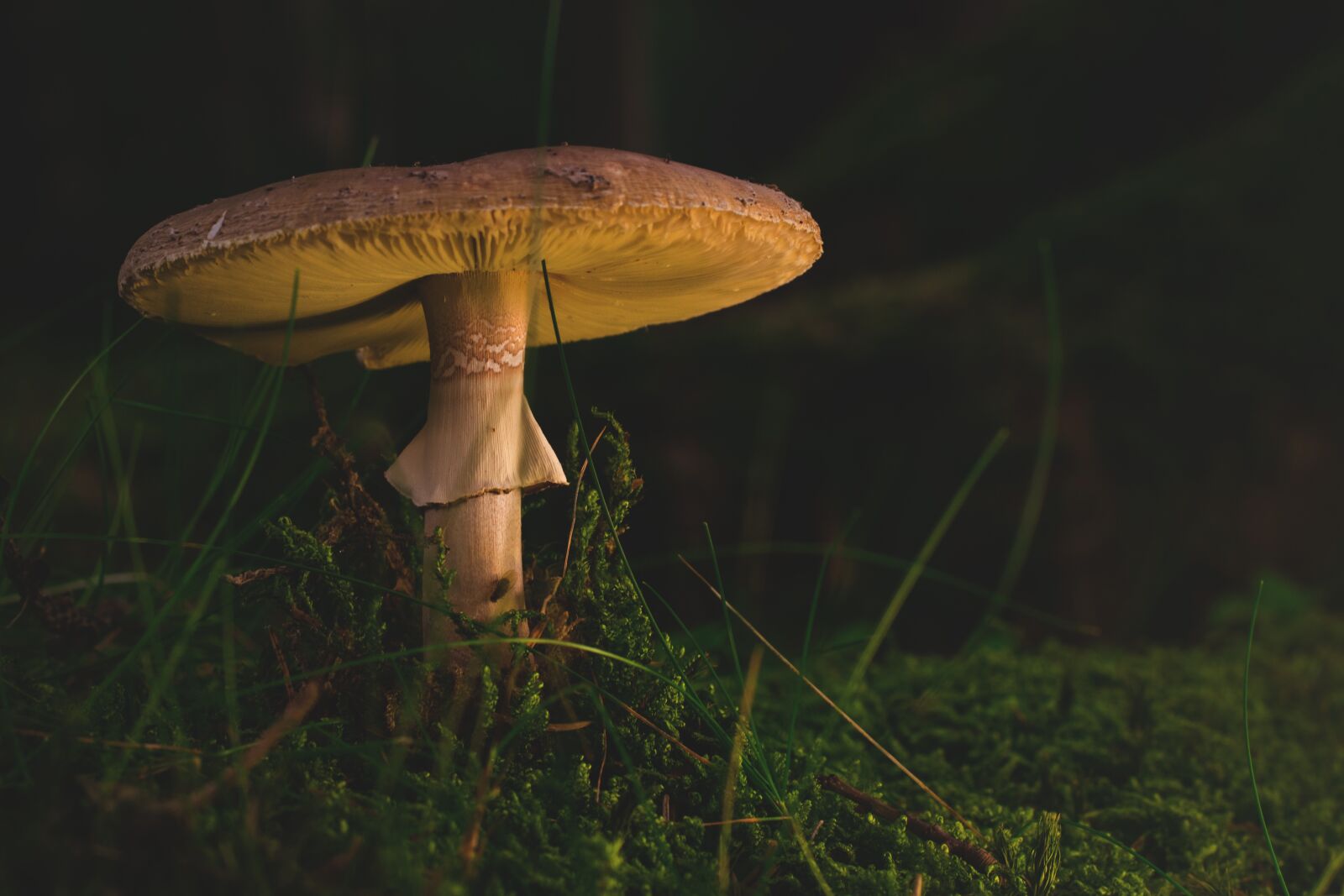 Nikon D5300 sample photo. Mushroom, forest, autumn photography