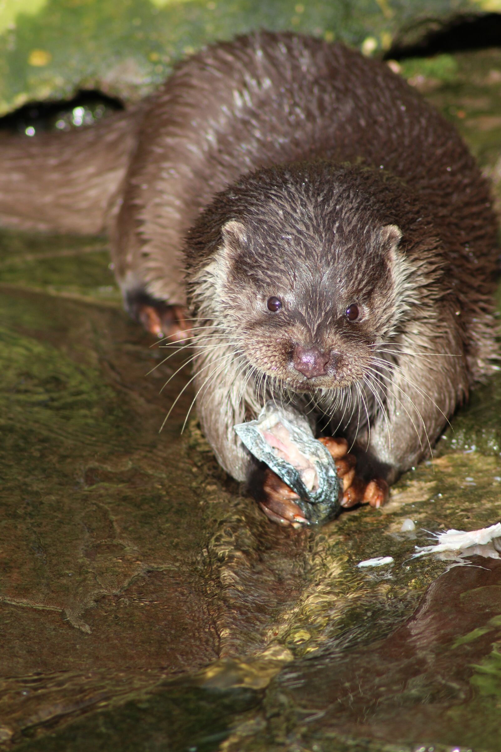 Canon EOS 700D (EOS Rebel T5i / EOS Kiss X7i) sample photo. Otter, mammal, fur photography