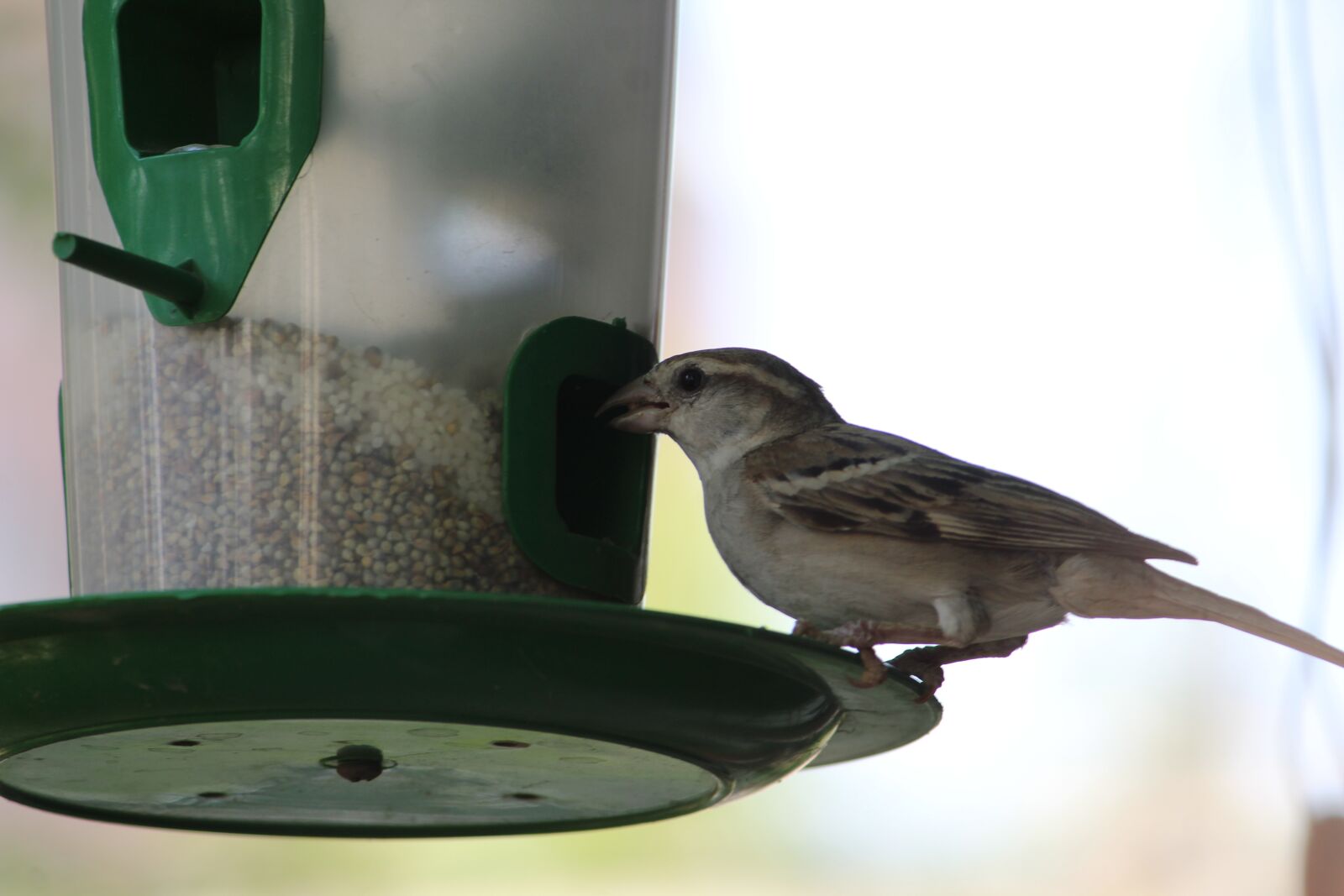 Canon EOS 1300D (EOS Rebel T6 / EOS Kiss X80) sample photo. Bird feeder, house sparrow photography