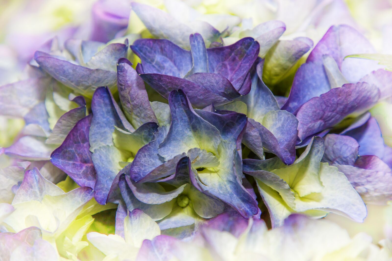 Canon EOS 50D + Canon EF 24-105mm F4L IS USM sample photo. Hydrangea, flower, blossom photography