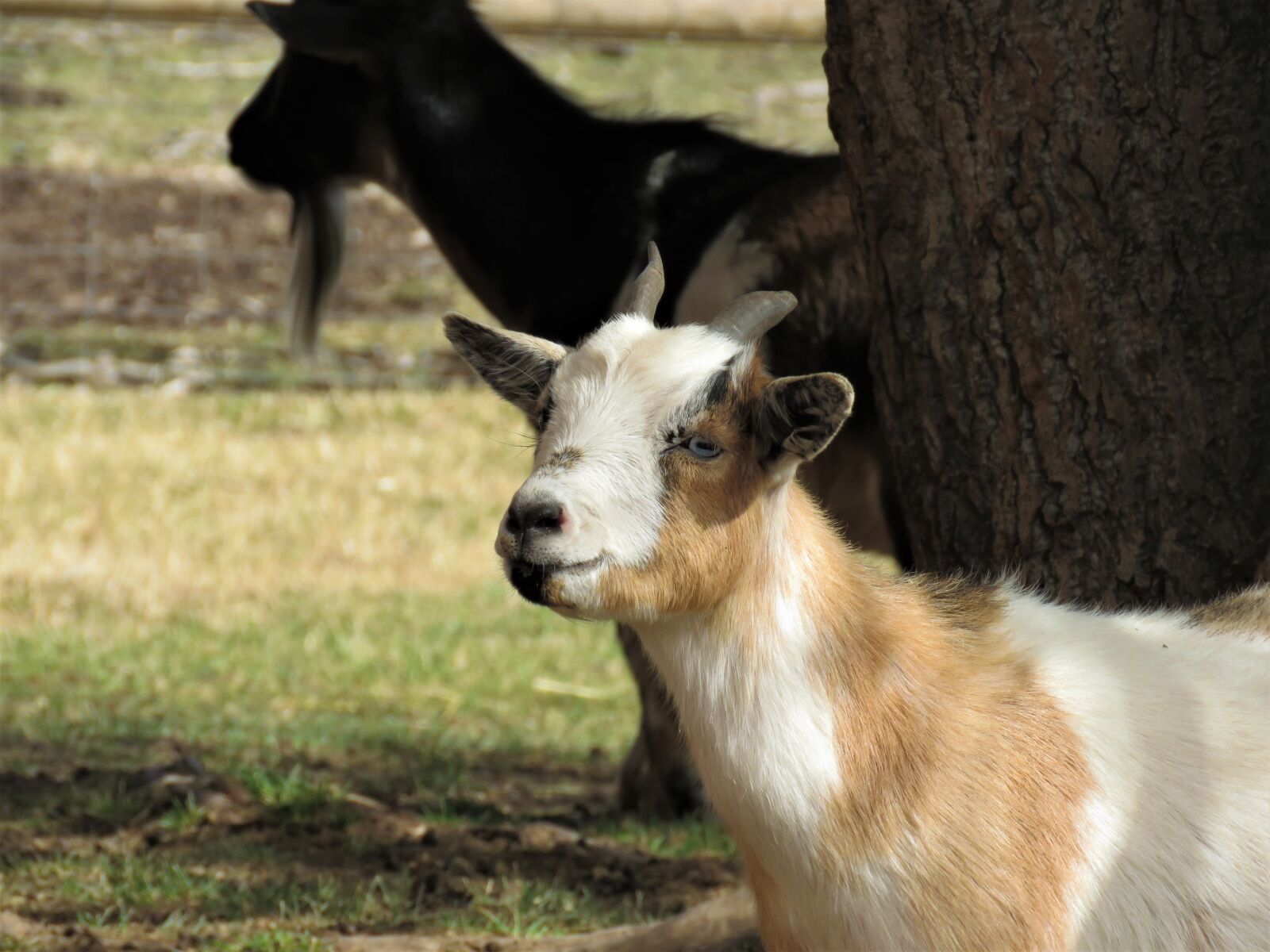 Canon PowerShot SX60 HS sample photo. Goat, farm animal, animal photography